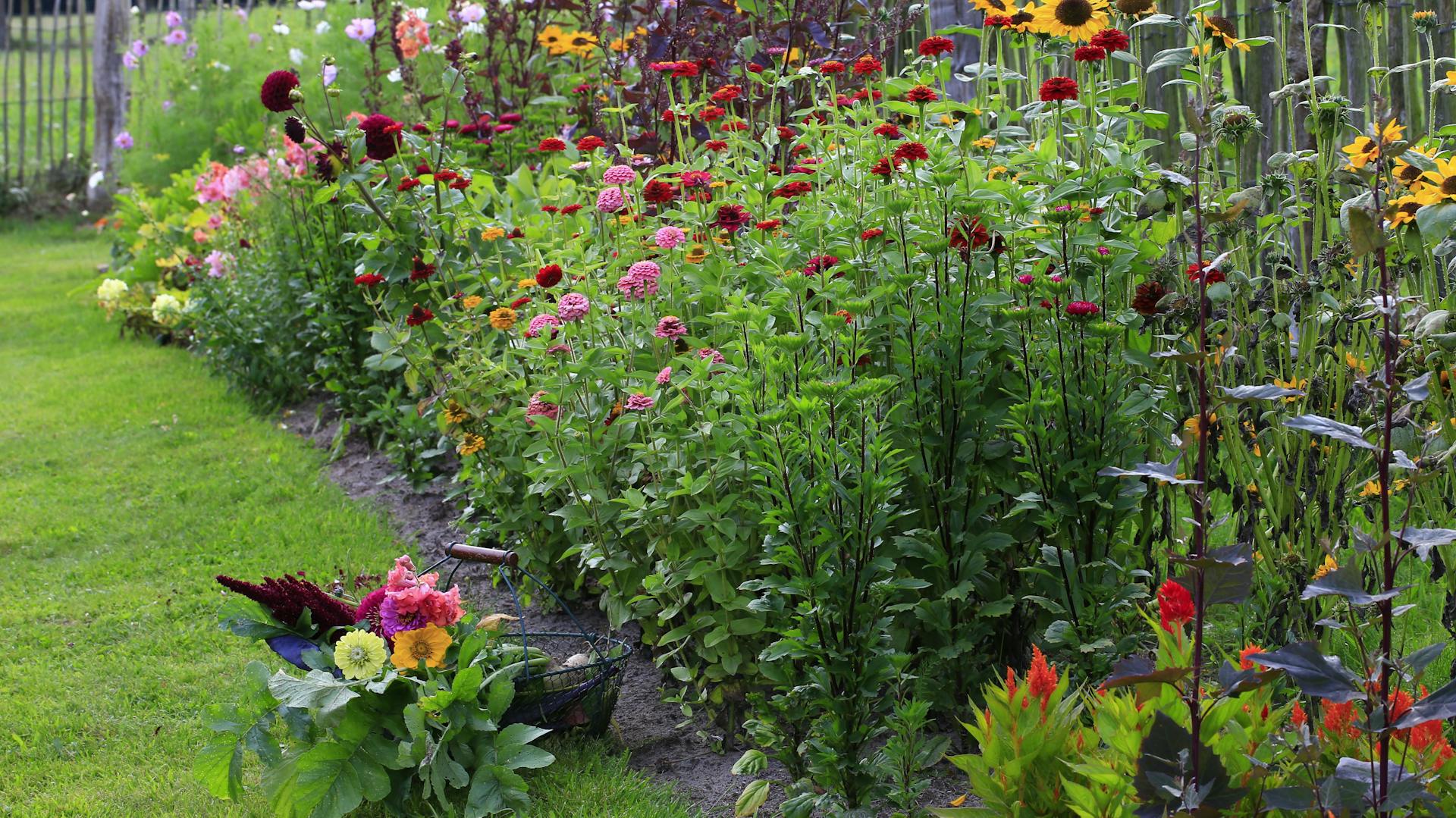 Sommerblumen als Sichtschutz