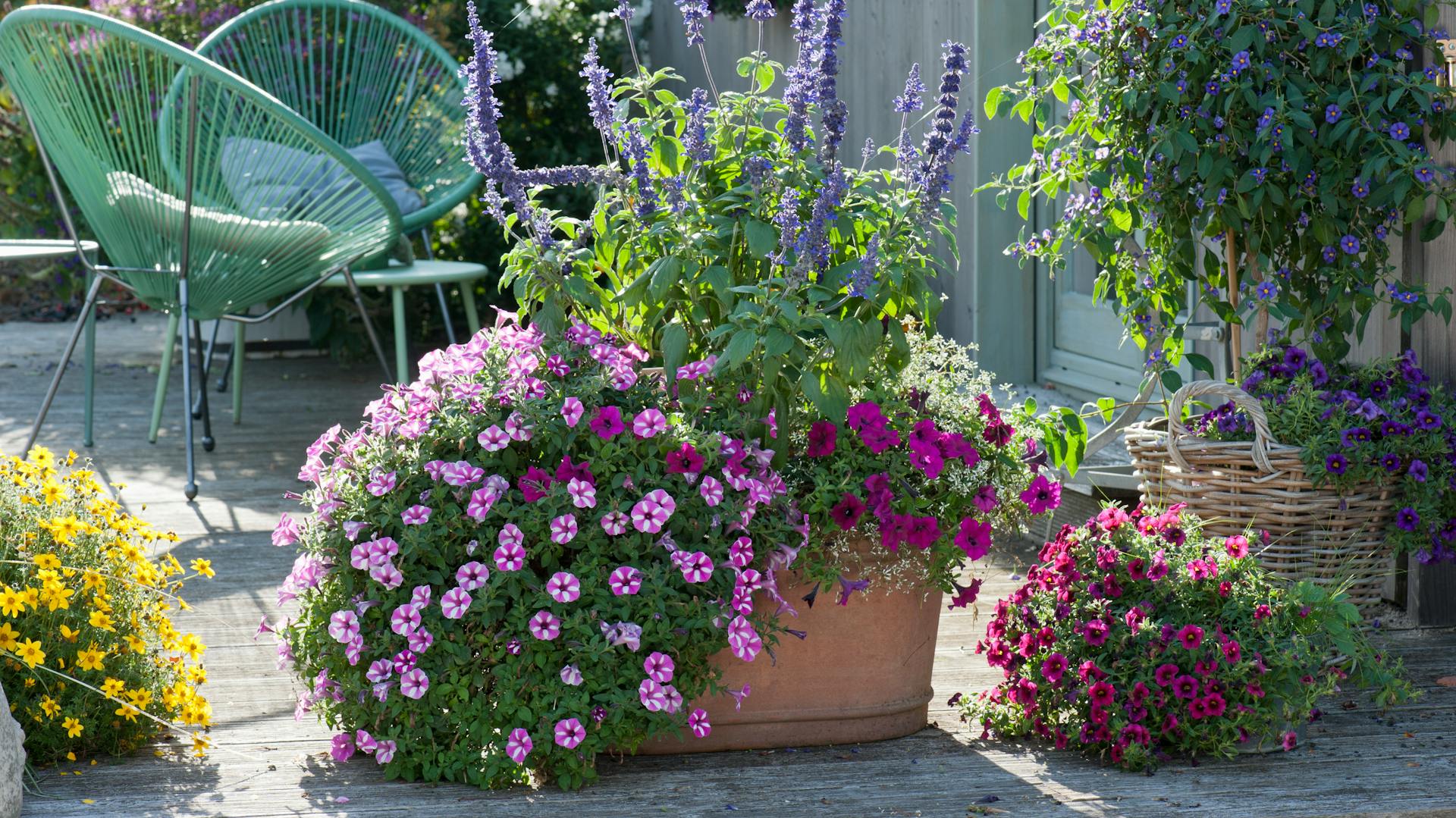 Kübelpflanzen als Sichtschutz auf einer Terrasse