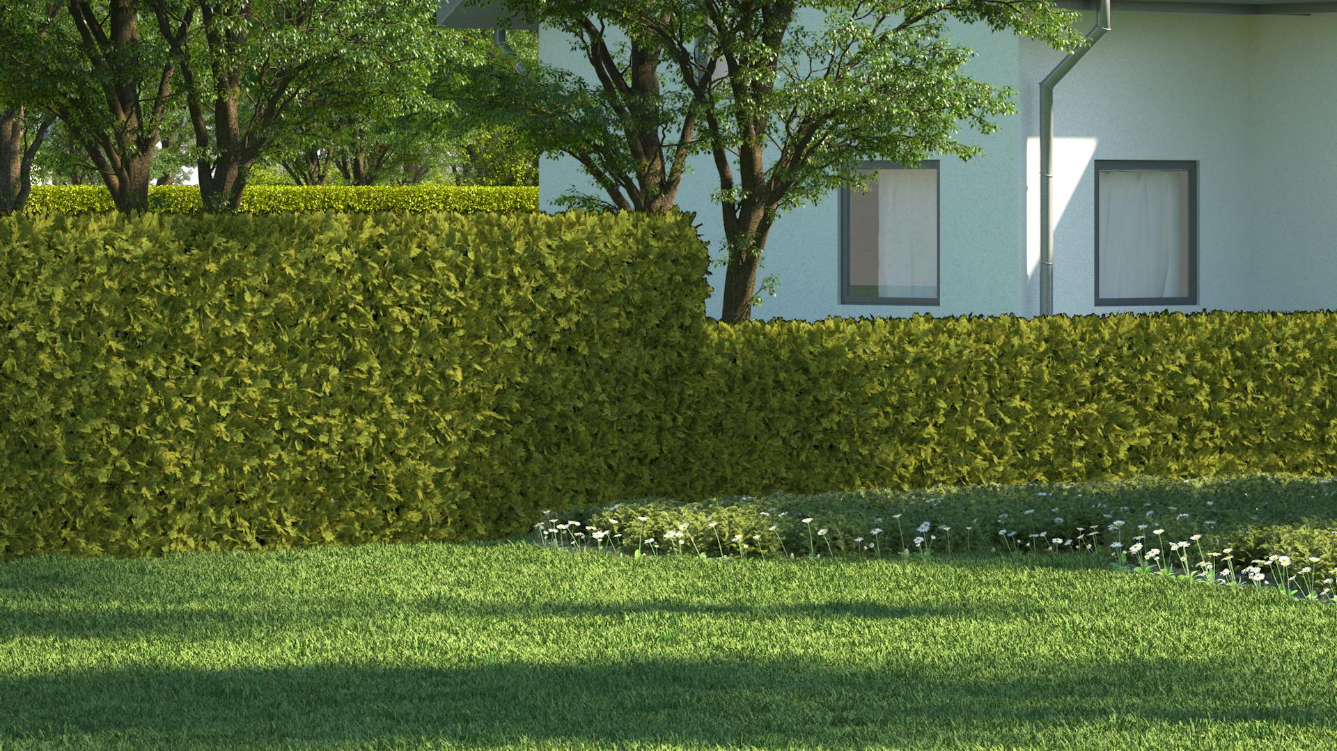 Thujahecke umgibt ein Grundstück