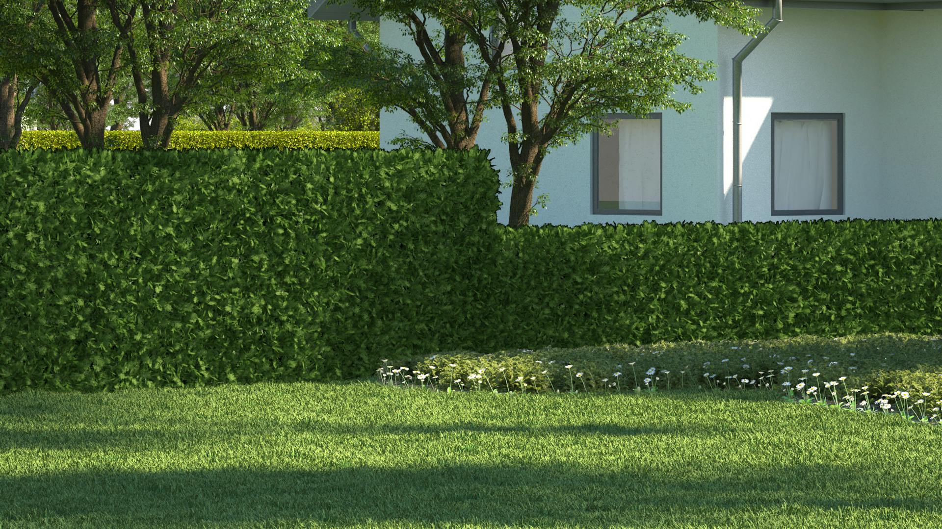 Thujahecke bietet Sichtschutz und umfriedet Garten mit Wiese