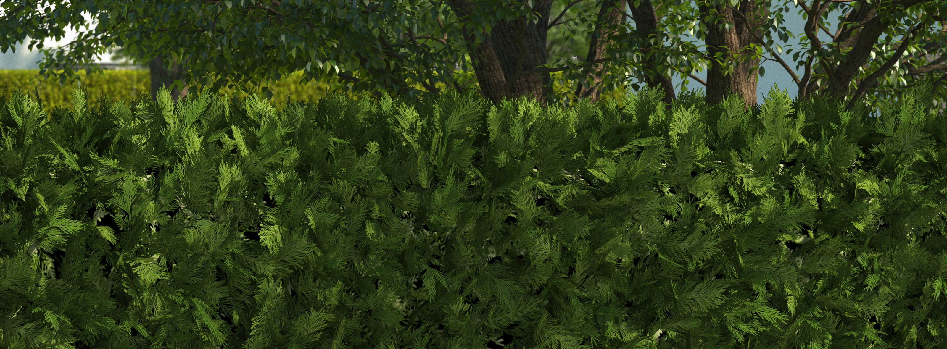 grüne Sichtschutz-Hecke Thuja