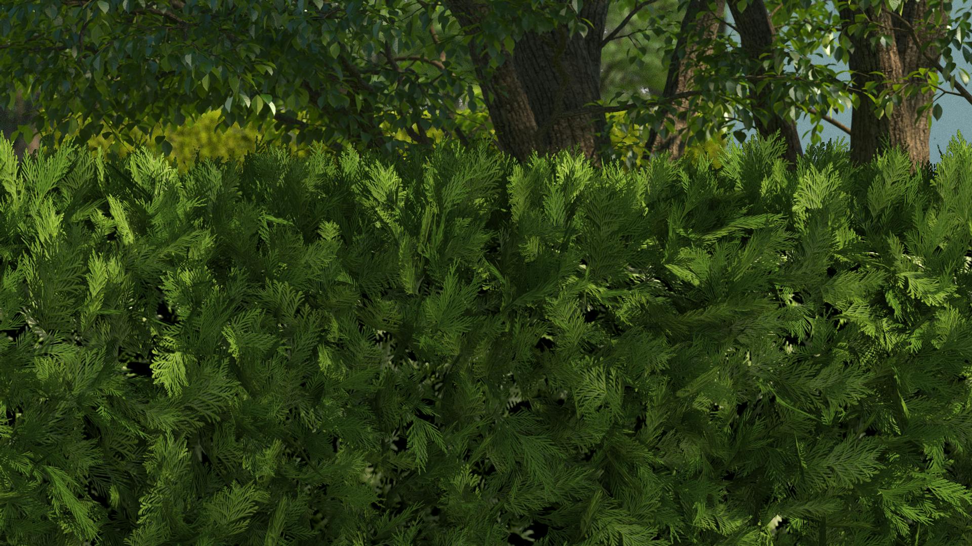 grüne Sichtschutz-Hecke Thuja