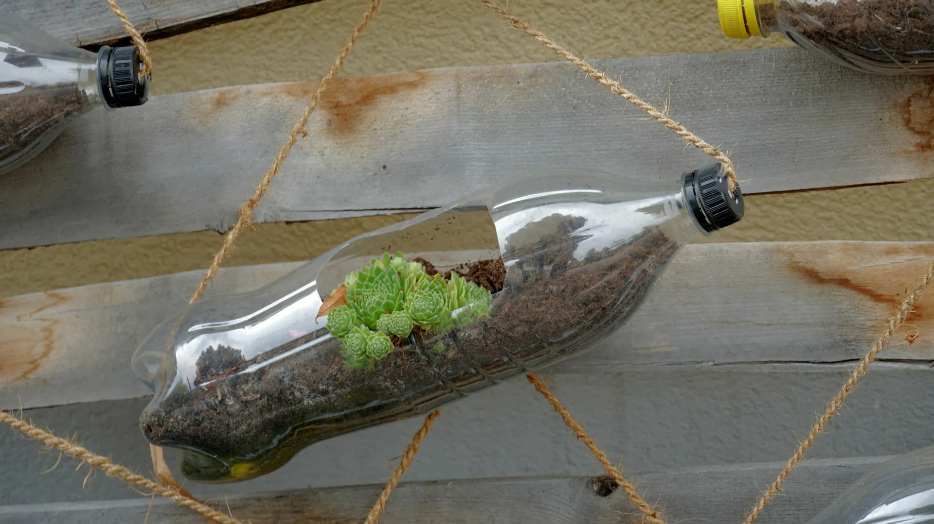 Sukkulente in DIY-Pflanztopf aus einer alten Plastikflasche
