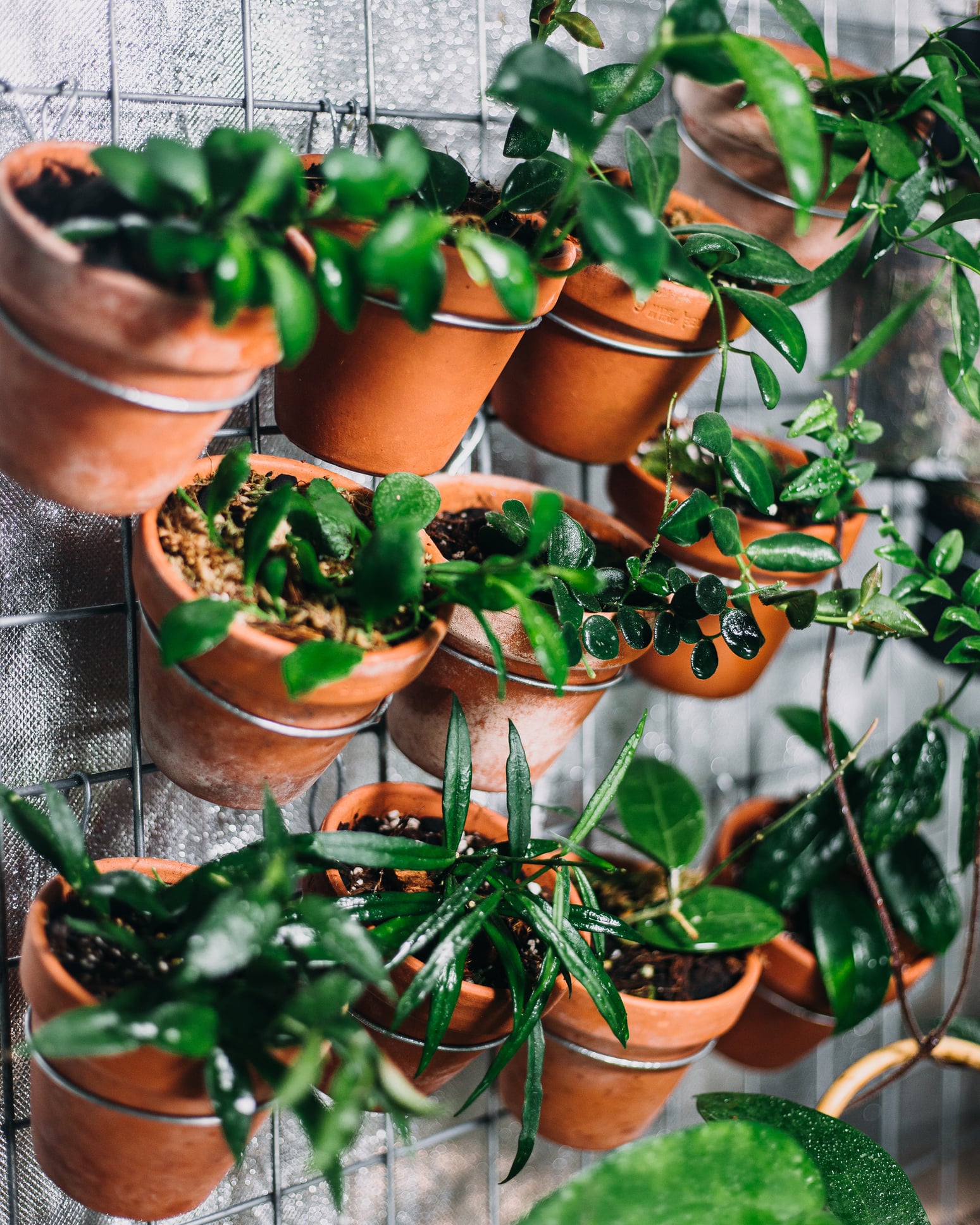 Vertikaler Garten als Sichtschutz: Ideen & Tipps | OBI