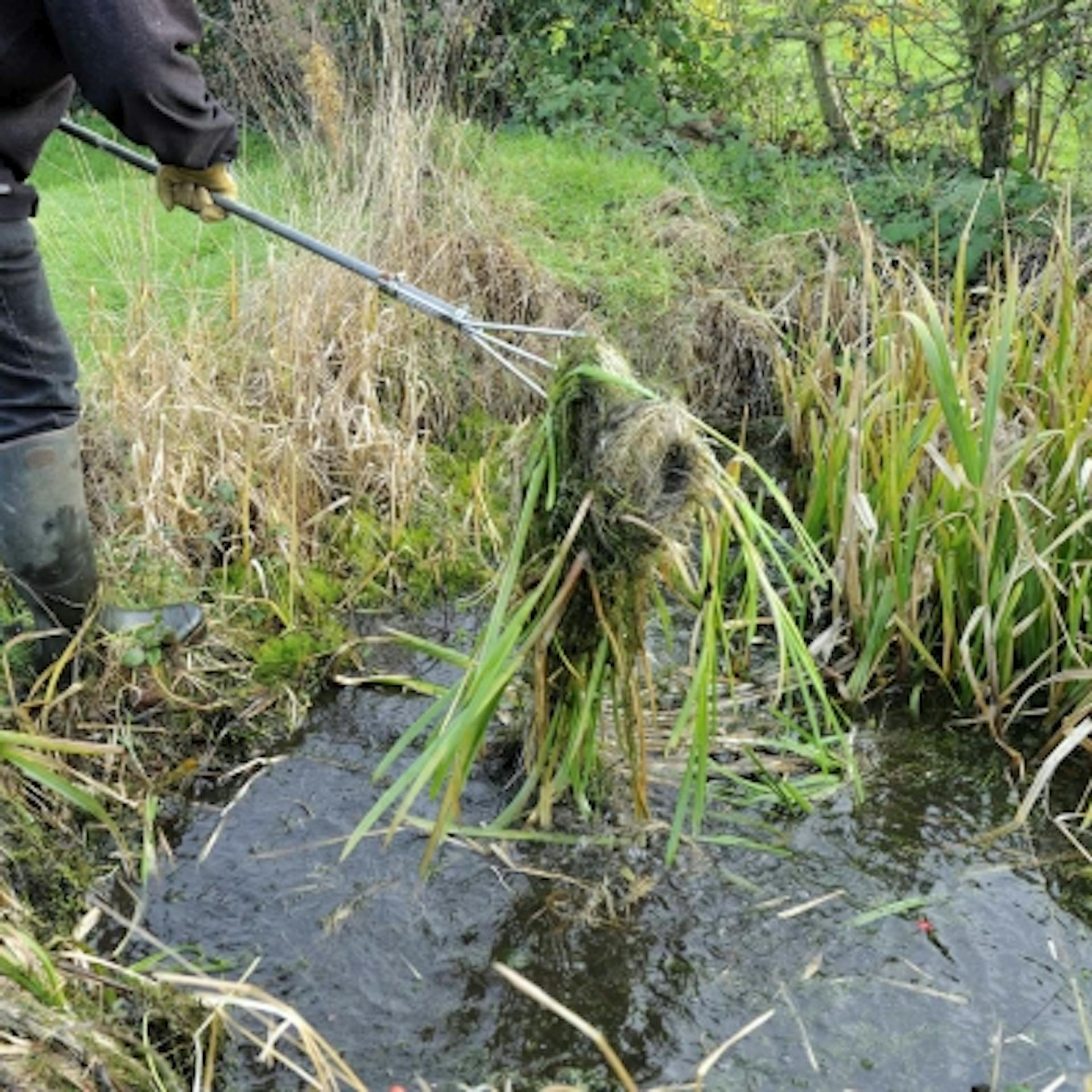 A kertész eltávolítja a felesleges növényeket a kerti tóból.