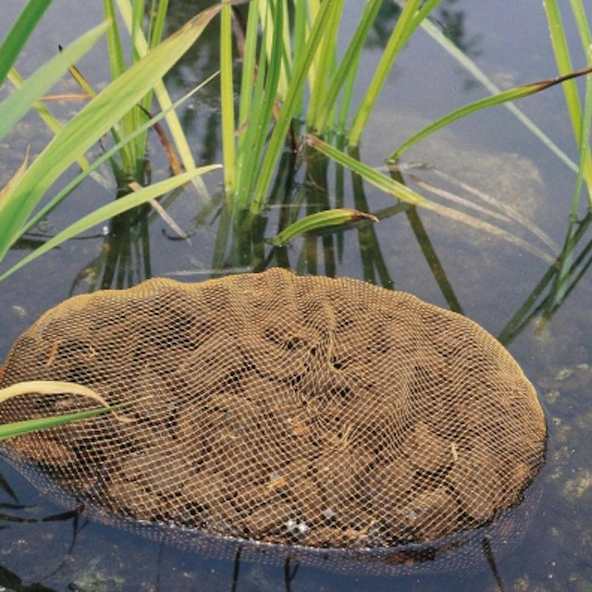 Hálóban lévő kéregmulcs a tóban a pH-érték csökkentése céljából.
