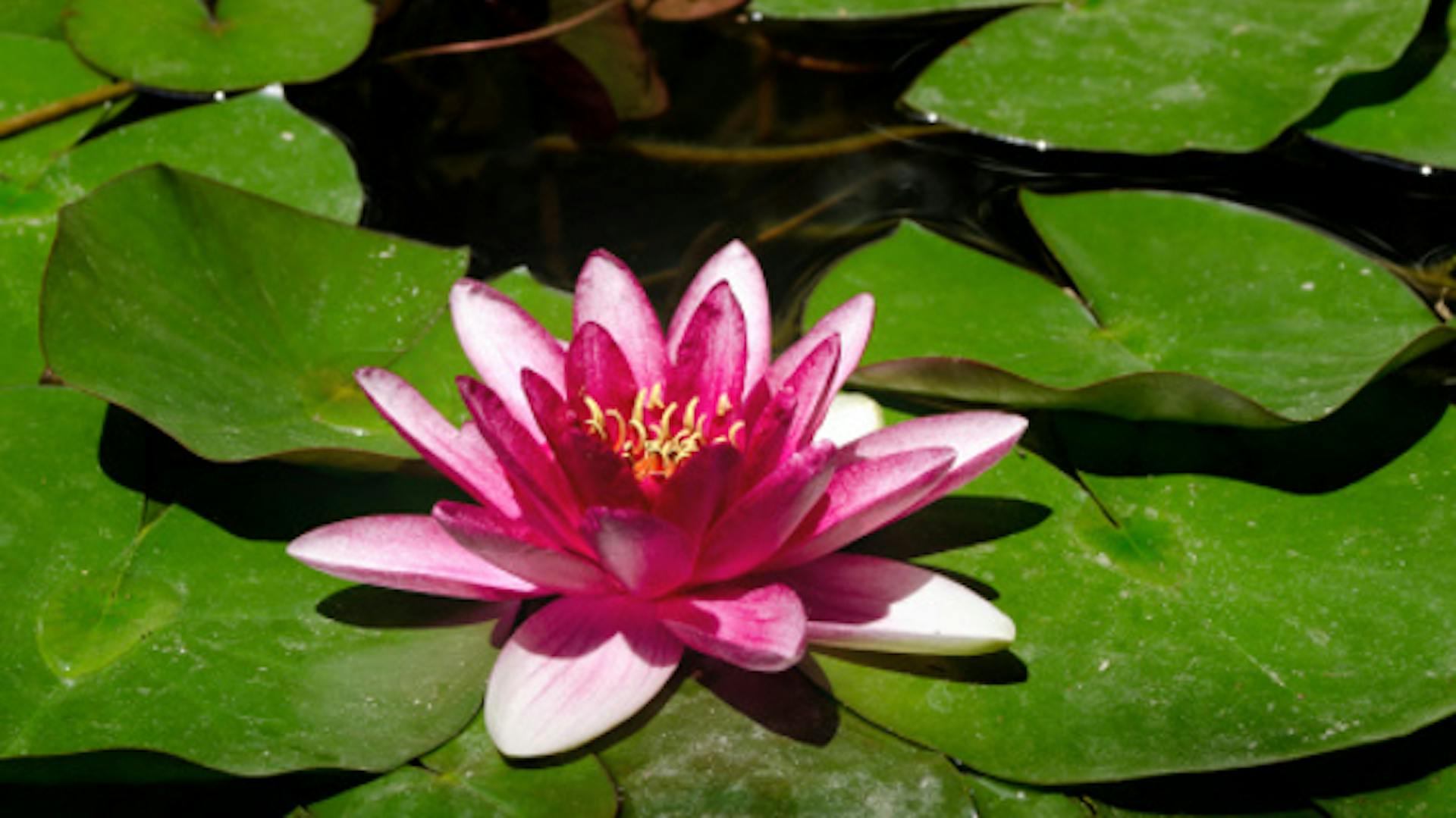Seerose mit Blüte und Blättern im Wasser.