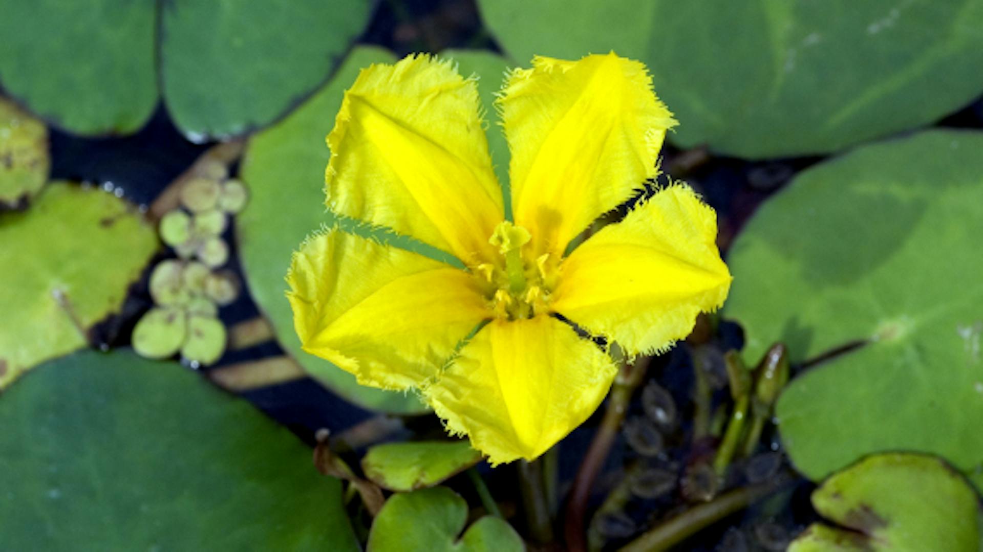 Seekanne mit Blüten und Blättern im Wasser.