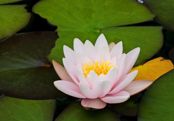 Gartenteich bepflanzen Alles zu Teichpflanzen OBI