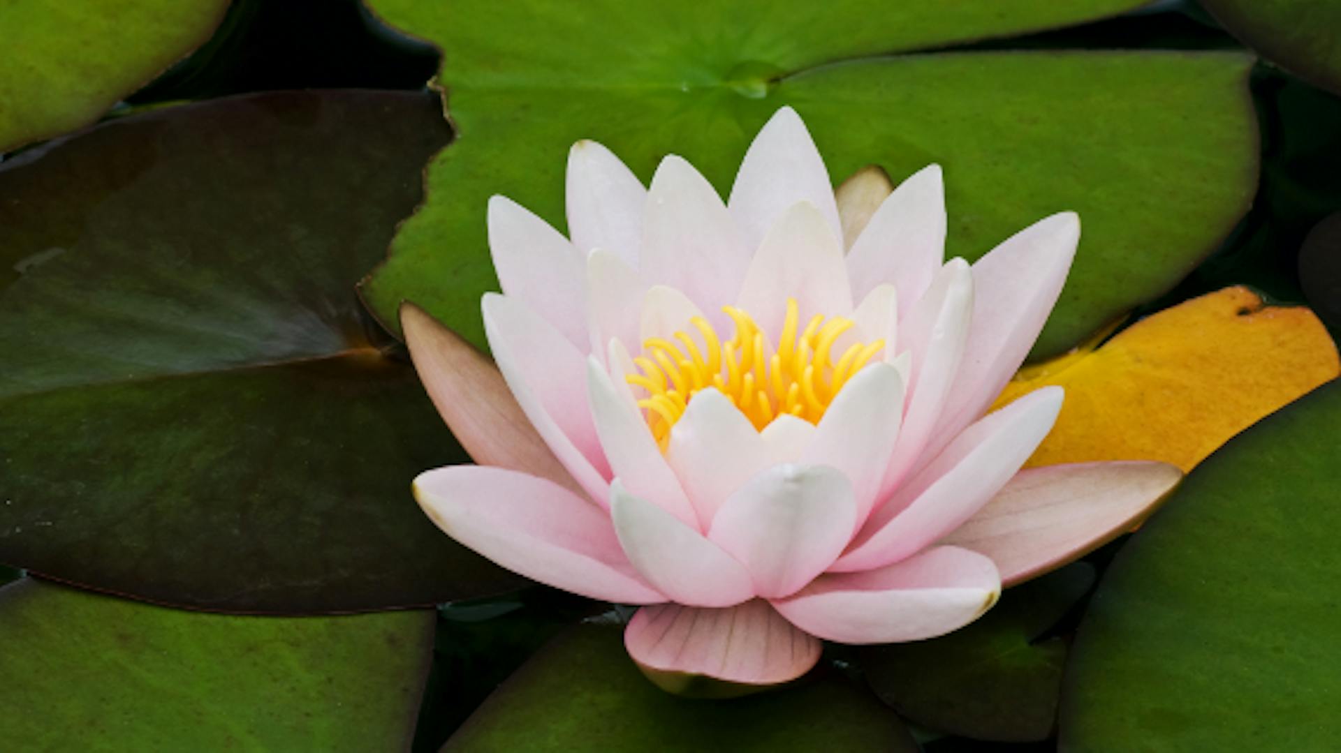 Seerose mit Blüte und Blättern im Wasser.