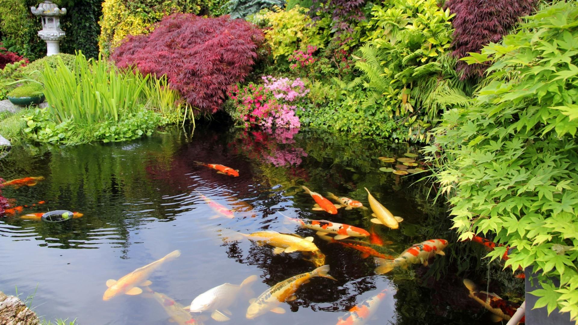 Gartenteich mit vielen Kois und üppiger Bepflanzung
