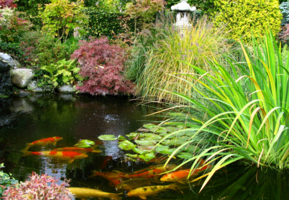 Fische für den Gartenteich Tipps und Ratgeber OBI