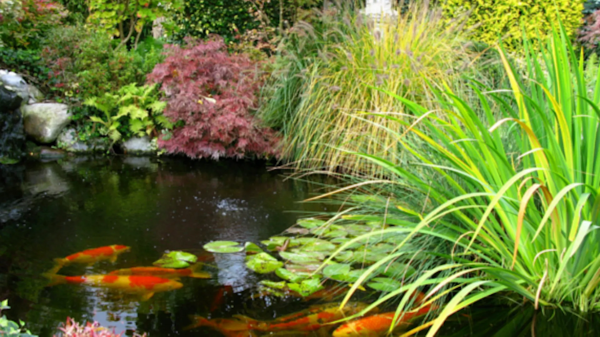 Kois schwimmen in einem bunt bepflanzten Teich.