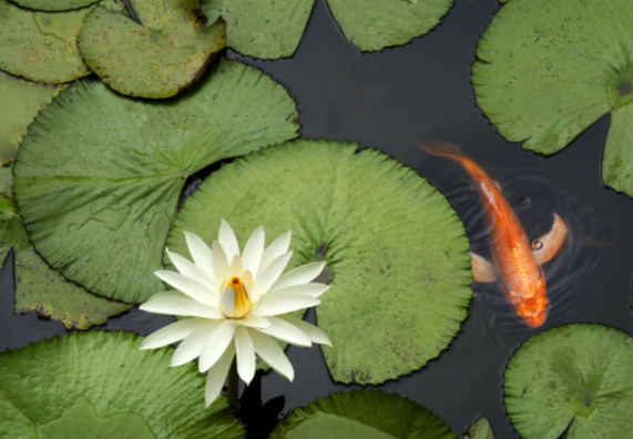Koi schwimmt zwischen Seerosenblättern mit Blüte