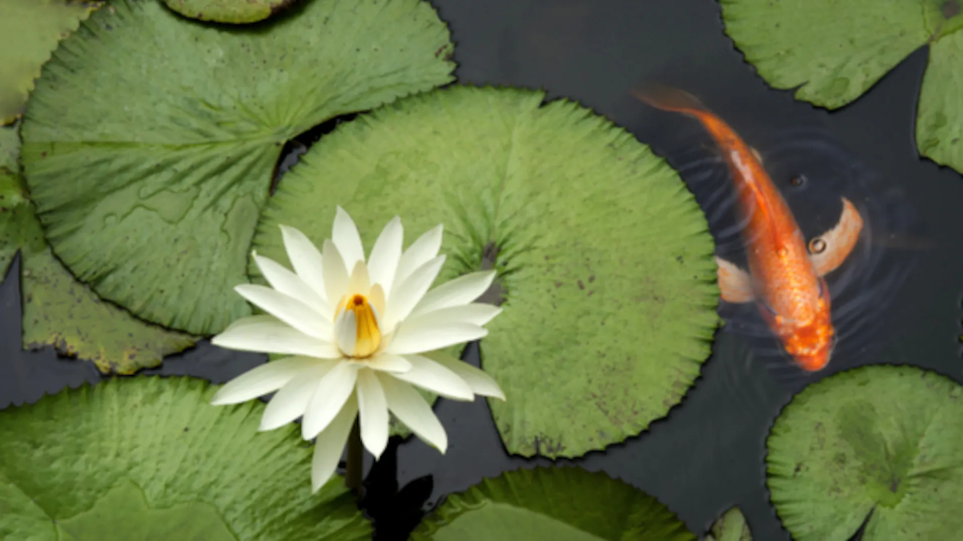 Koi schwimmt zwischen Seerosenblättern mit Blüte