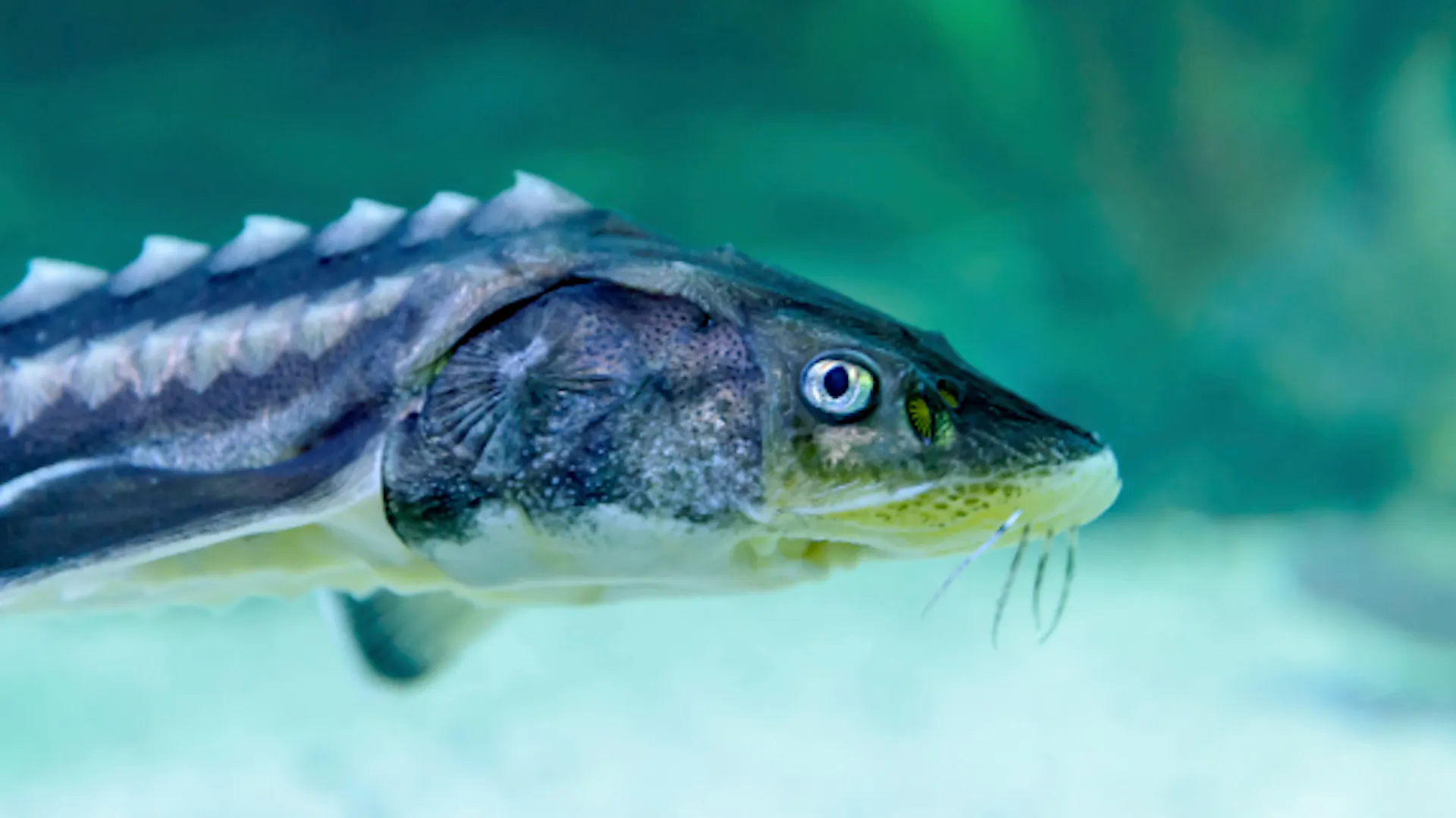 Ein Sterlet schwimmt in einem Gewässer