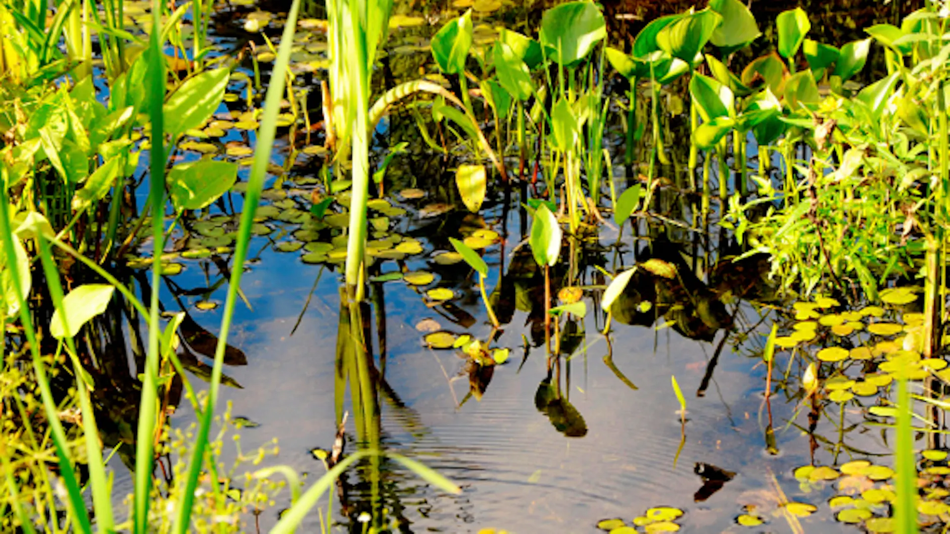 Ein naturnaher Teich voller Wasserpflanzen