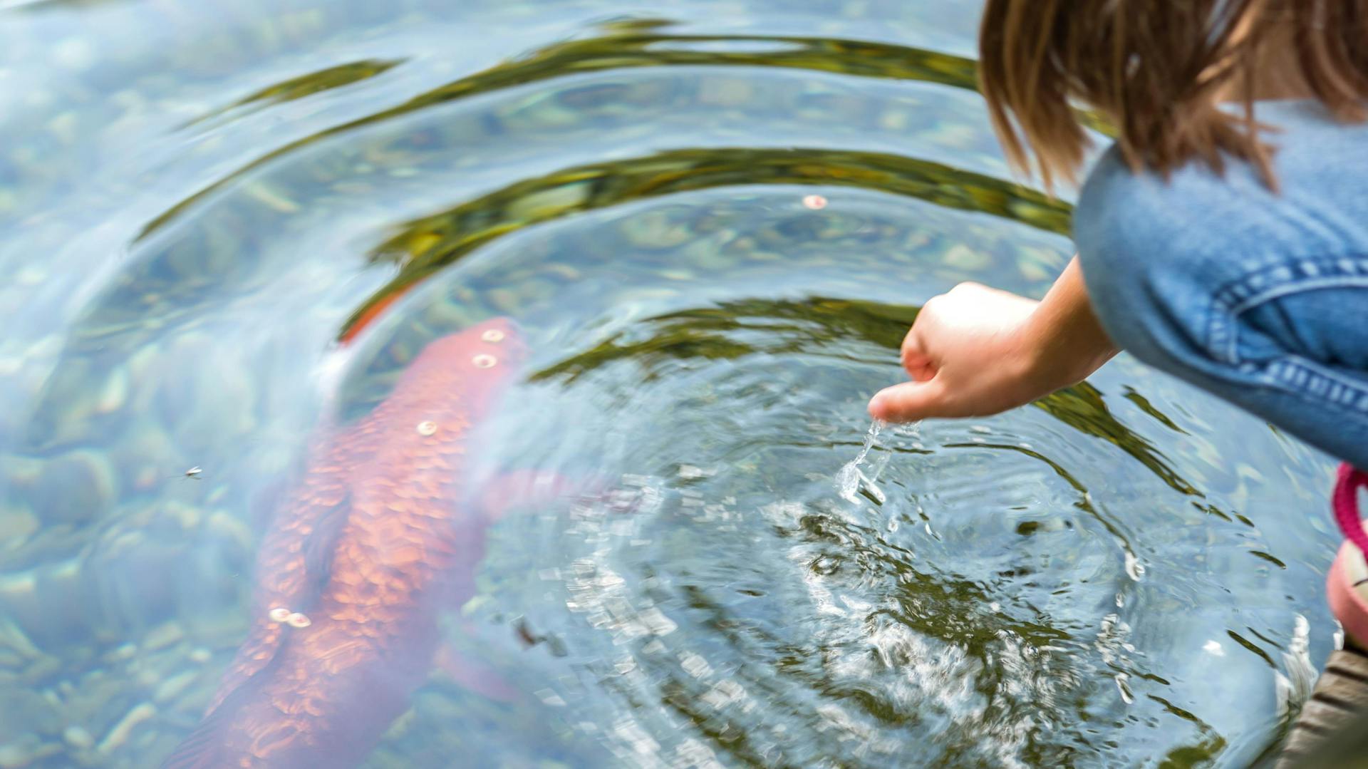 Kind füttert Fische im Teich.