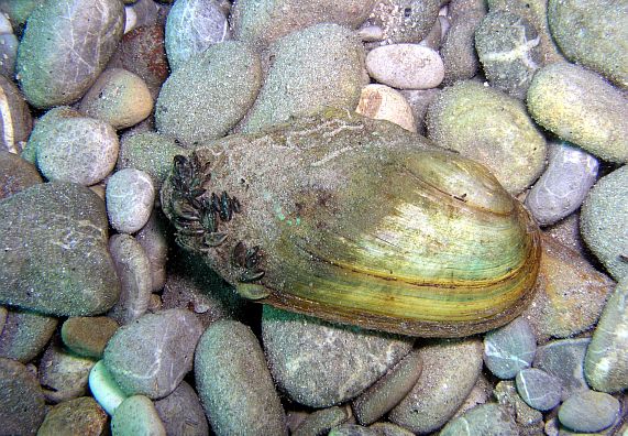 Fische in den Teich setzen Ratgeber & Tipps OBI