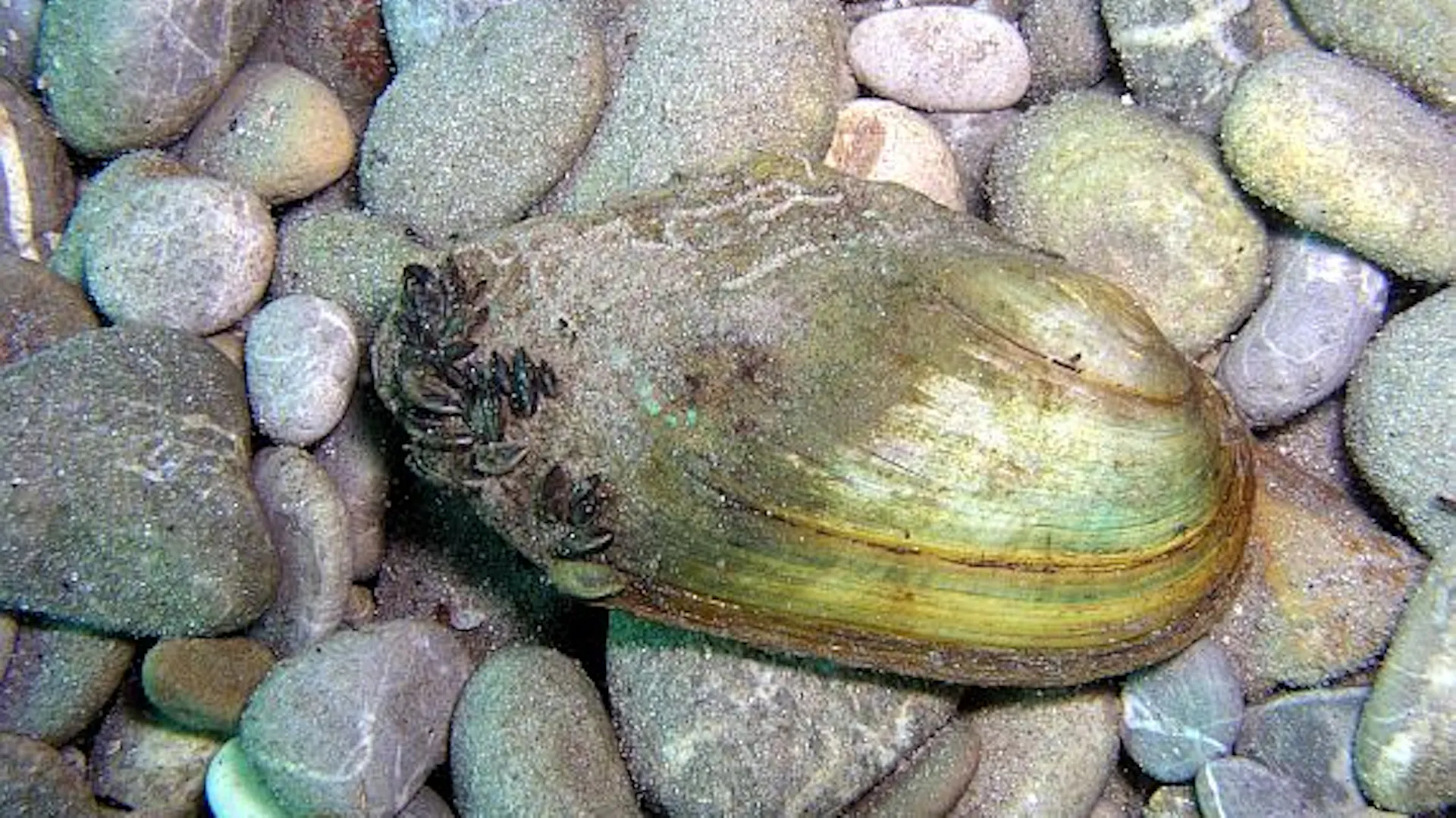 Eine Teichmuschel zwischen Steinen.