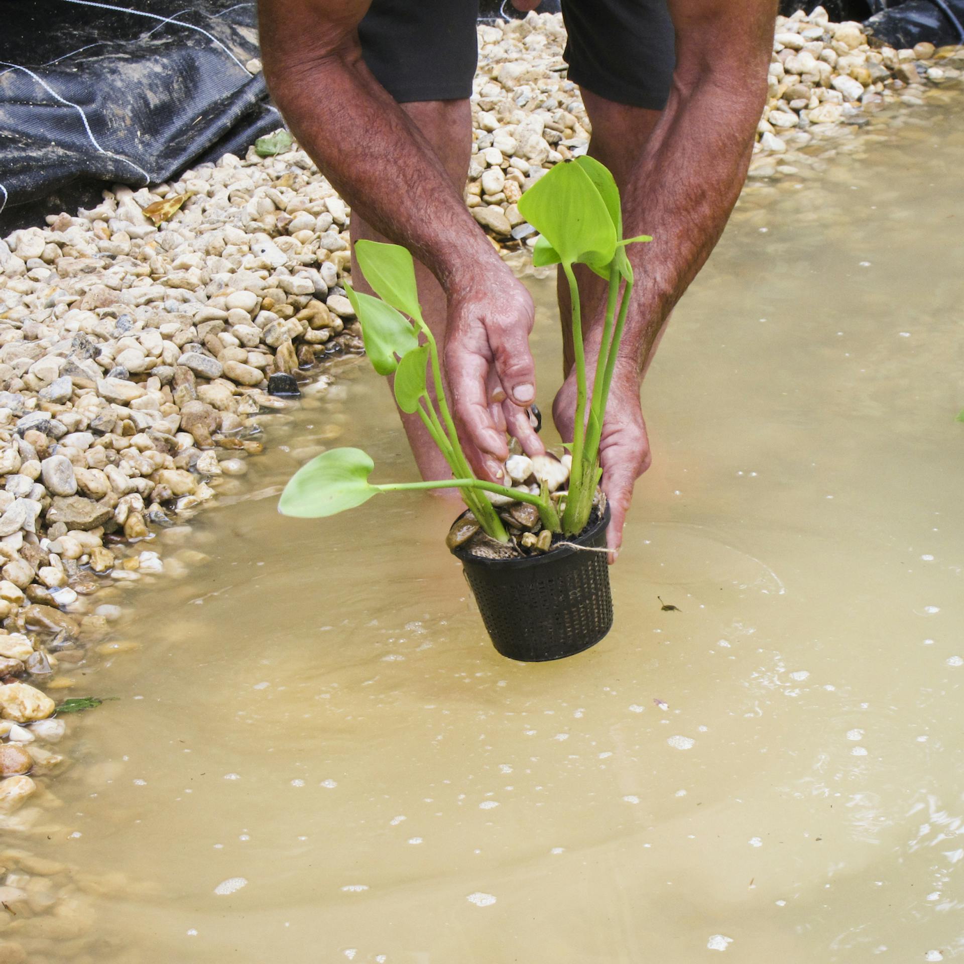 Teichpflanze wird von Handwerker in Teich gesetzt.