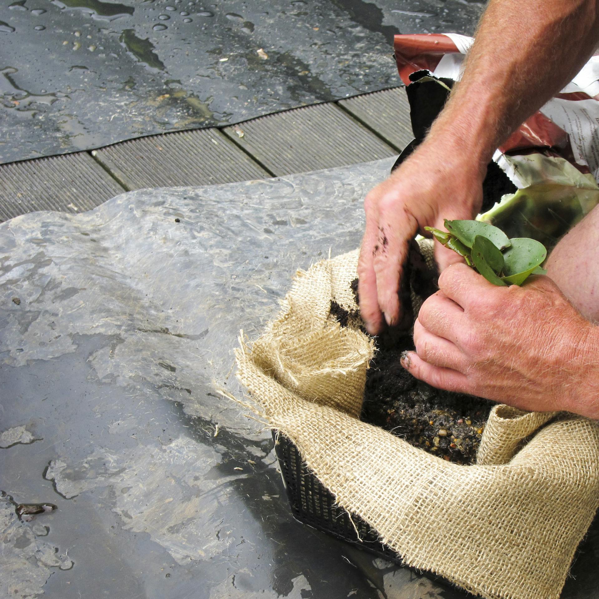 Heimwerker steckt Teichpflanze in einen Pflanzkorb, welcher mit Jute ausgelegt ist.