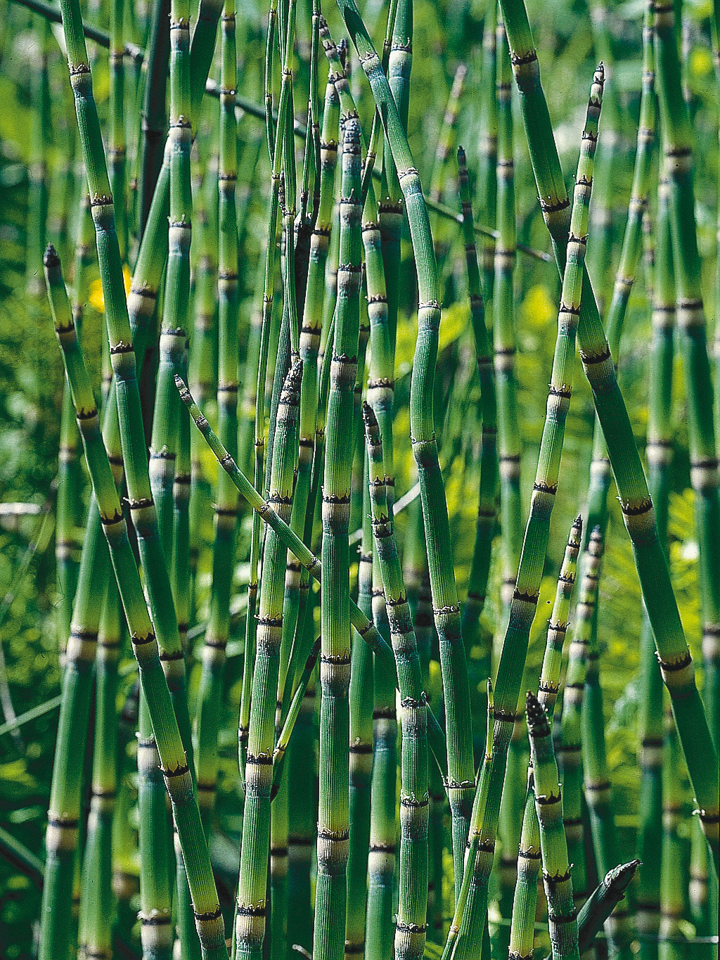 Gartenteich bepflanzen Alles zu Teichpflanzen OBI