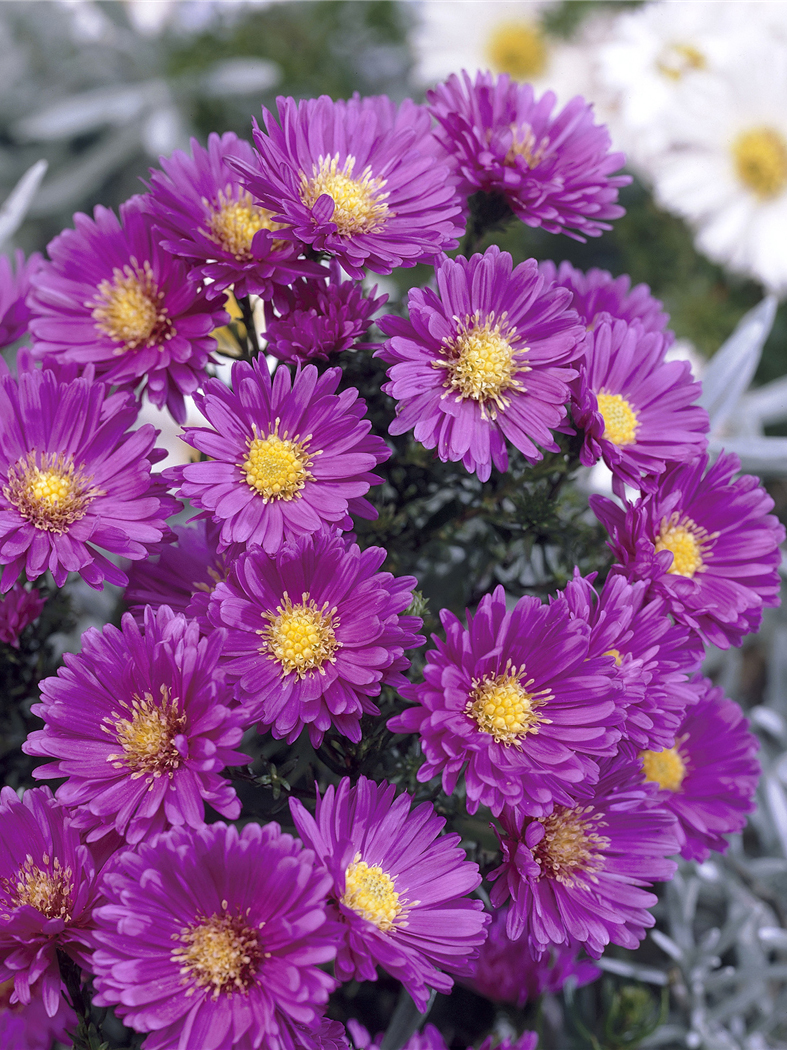 Aster viola