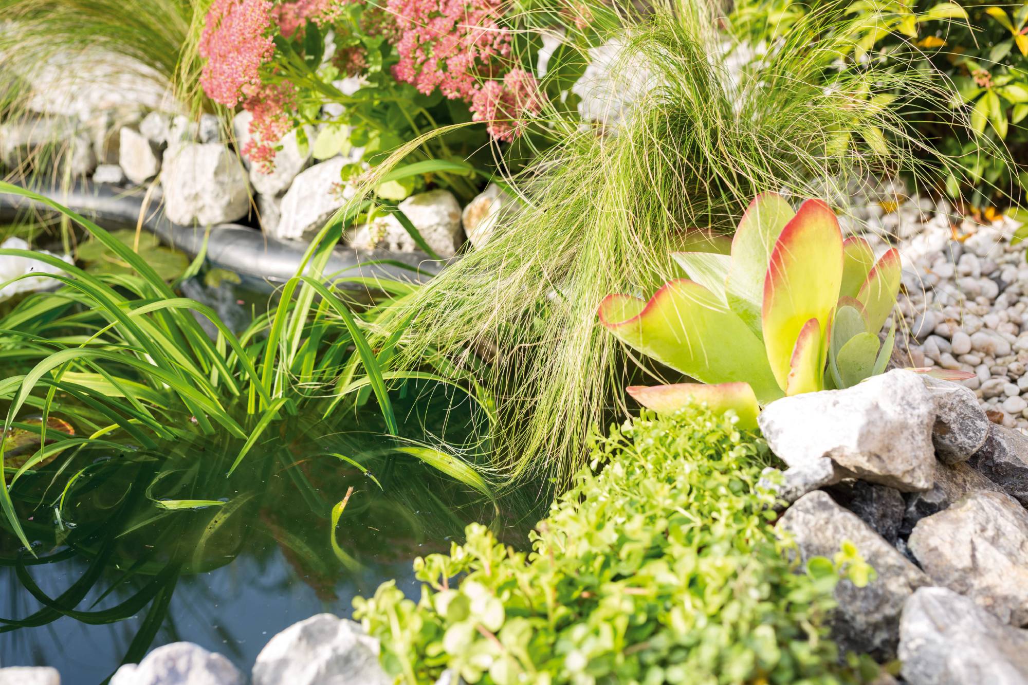 Gartenteich bepflanzen Alles zu Teichpflanzen OBI