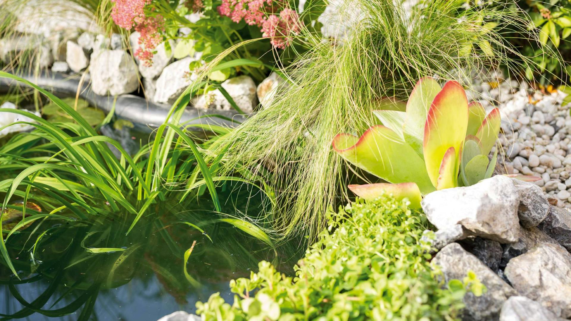 Gartenteich mit verschiedenen Pflanzen und Steinen am Ufer.