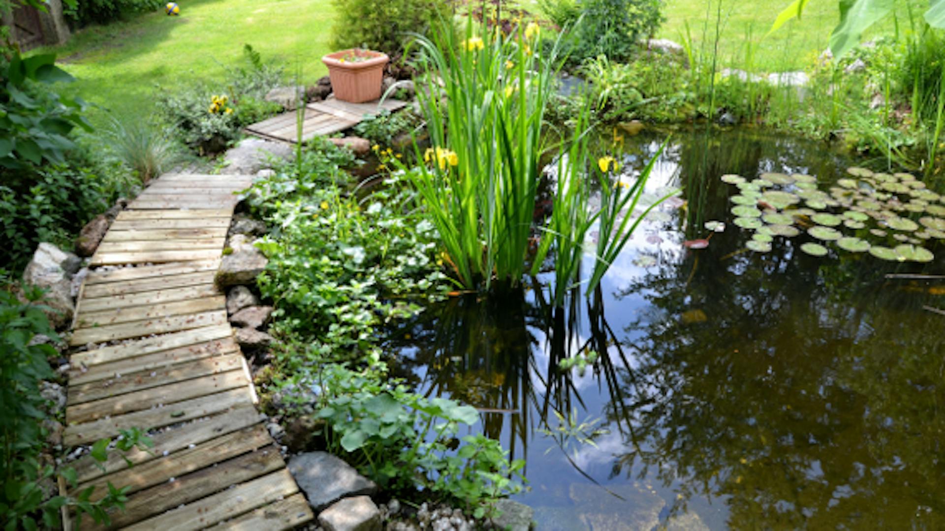 Növényekkel beültetett kerti tó ösvénnyel a kertben