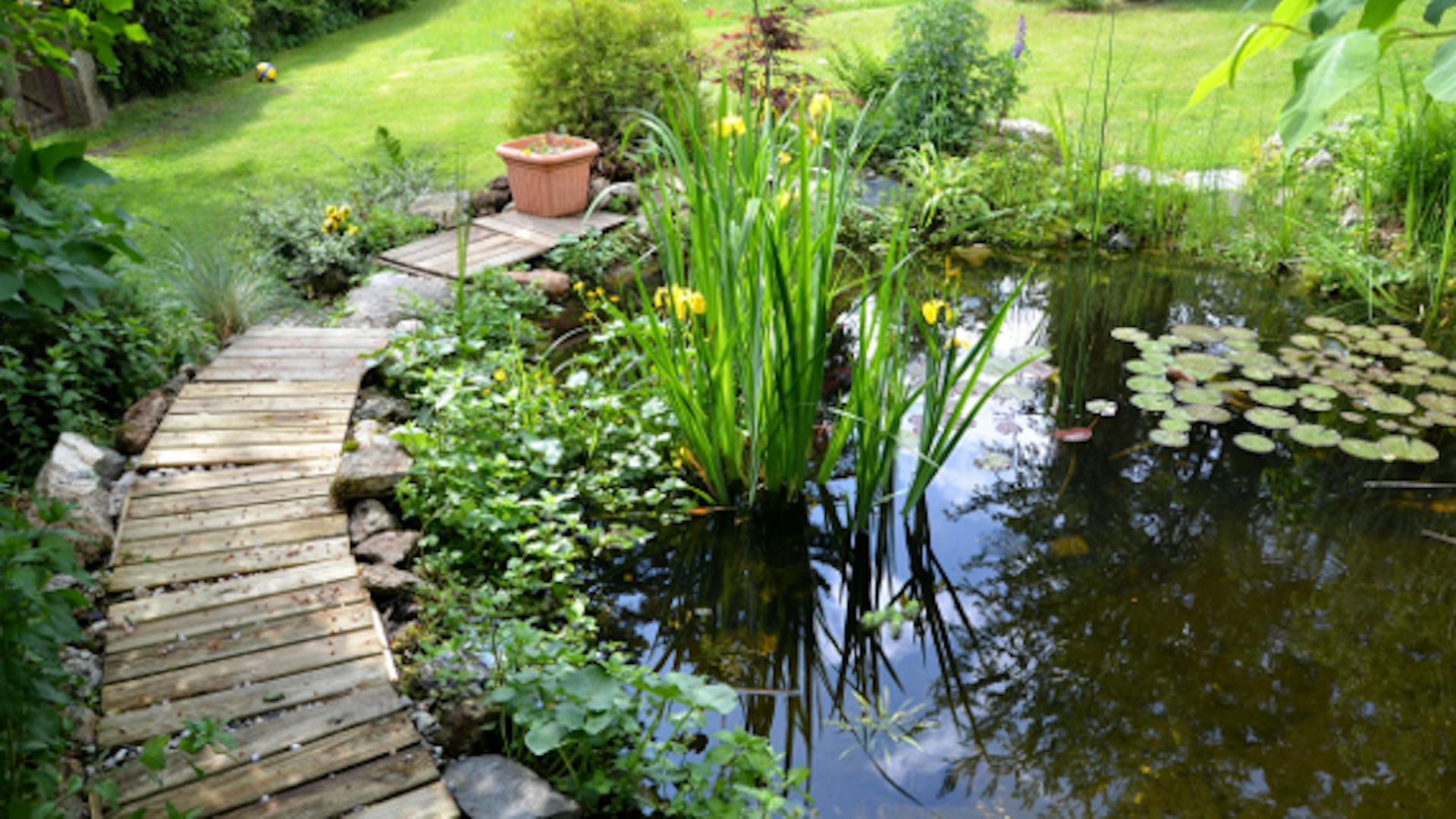 Gartenteich mit Teichpflanzen drin sowie Pflanzen und Weg aus Holzdielen am Ufer.