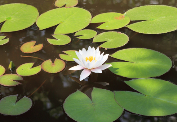 Gartenteich bepflanzen Alles zu Teichpflanzen OBI