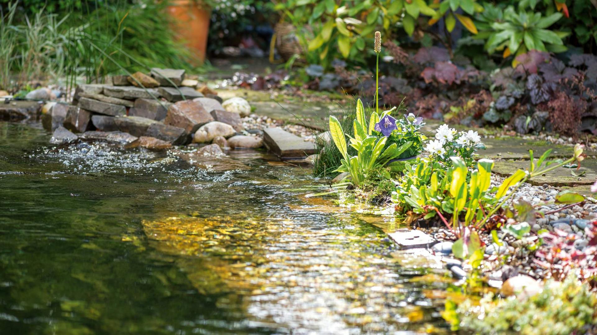 Gartenteich mit Uferbepflanzung und Steinen drum herum.