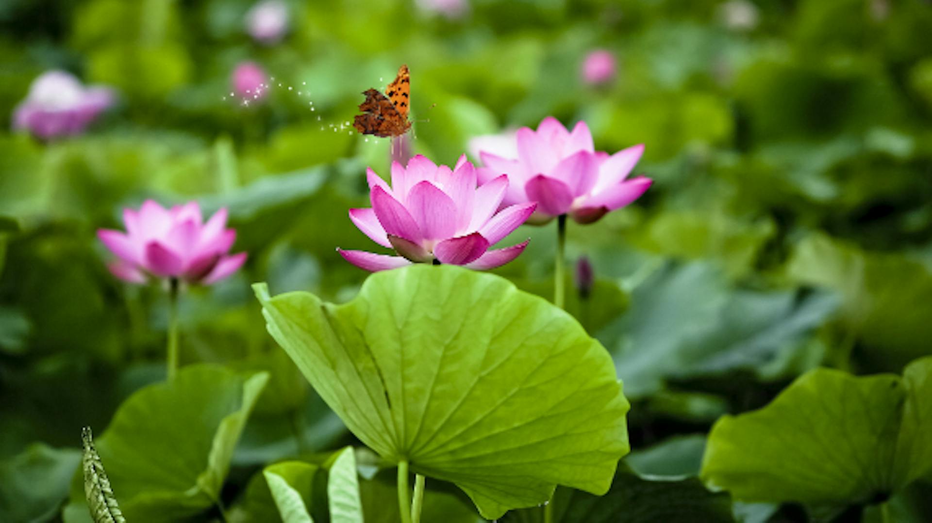 Schmetterling fliegt Seerosenblüte an.