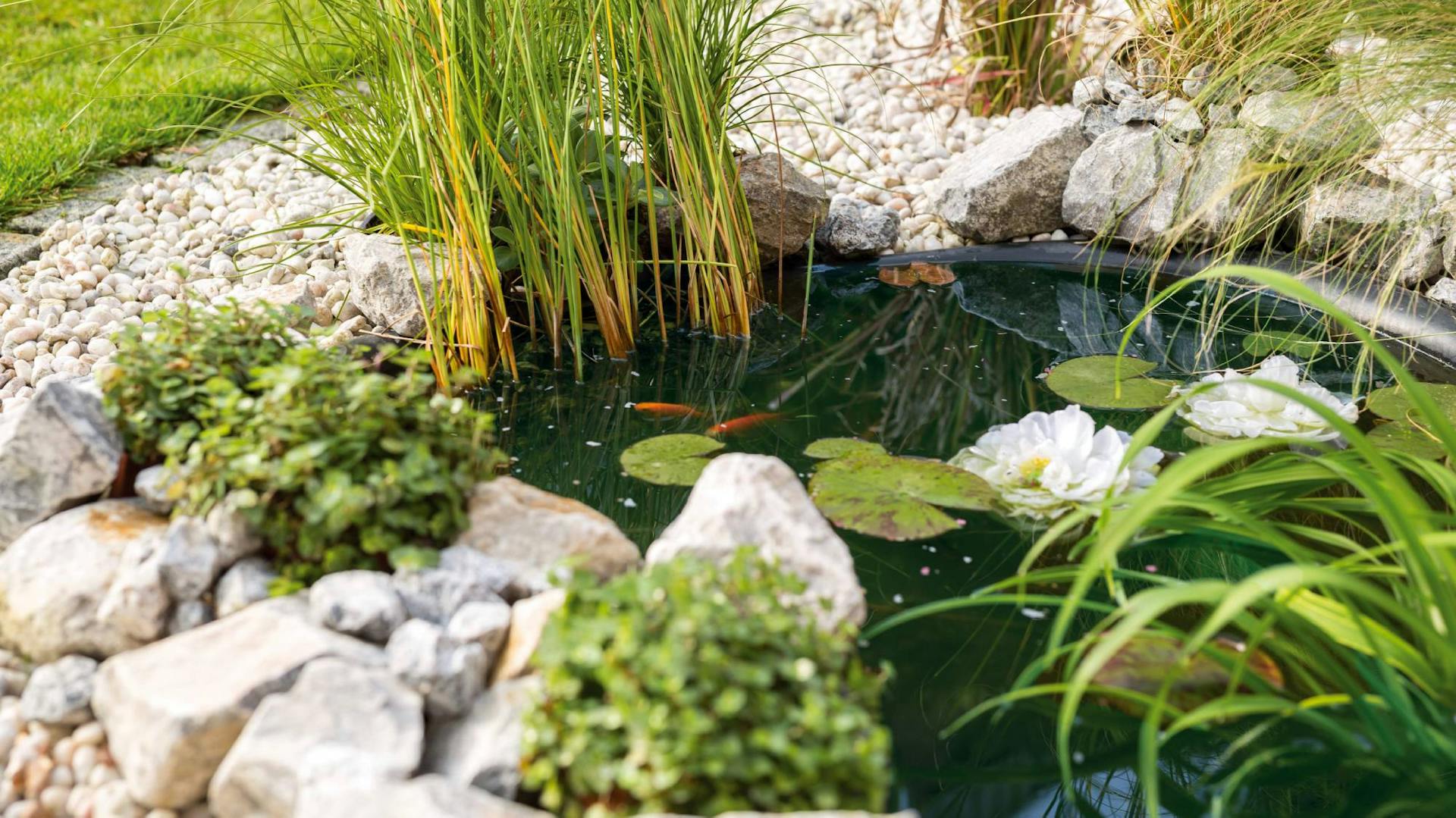 Gartenteich mit Pflanzen und Fischen drin sowie Steinen am Ufer.