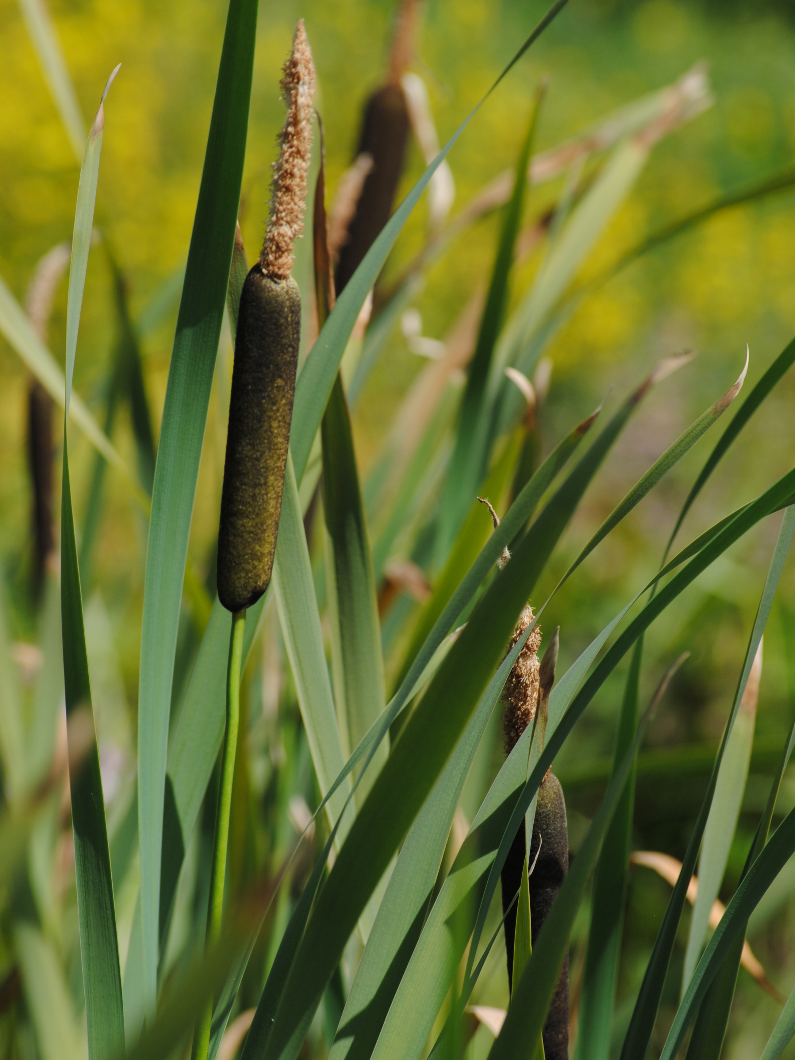 Gartenteich bepflanzen Alles zu Teichpflanzen OBI