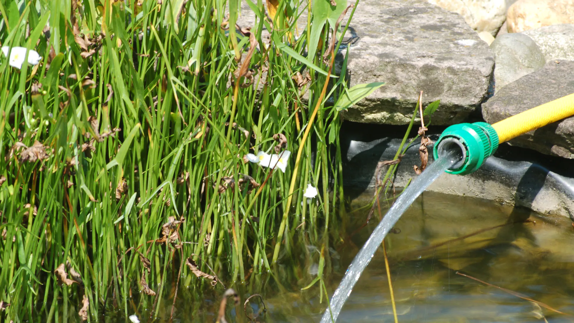 Aus einem Gartenschlauch fließt Wasser in den Teich.