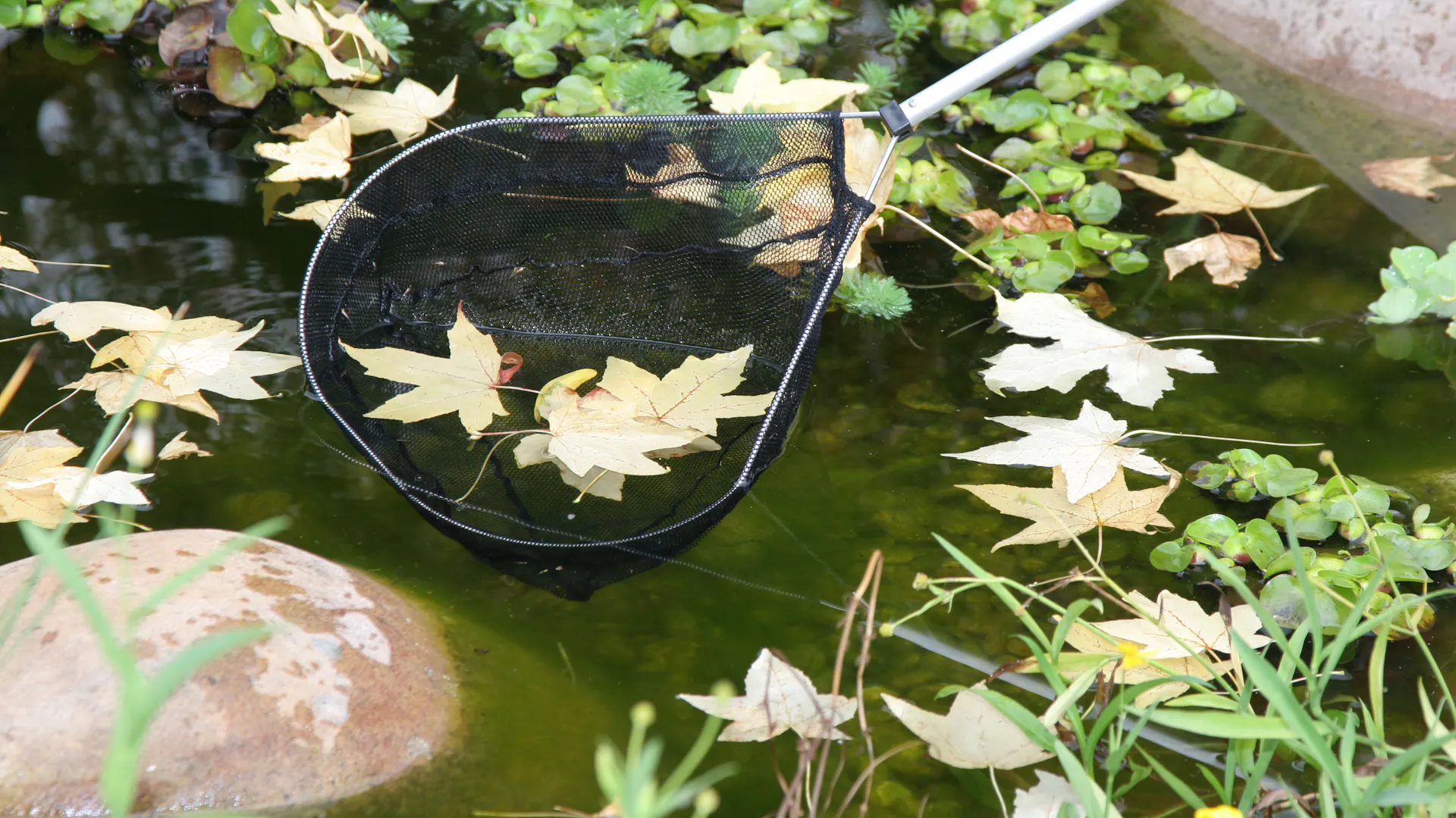 Ein Kescher im Teich, mit dem Laub abgeschöpft wird.