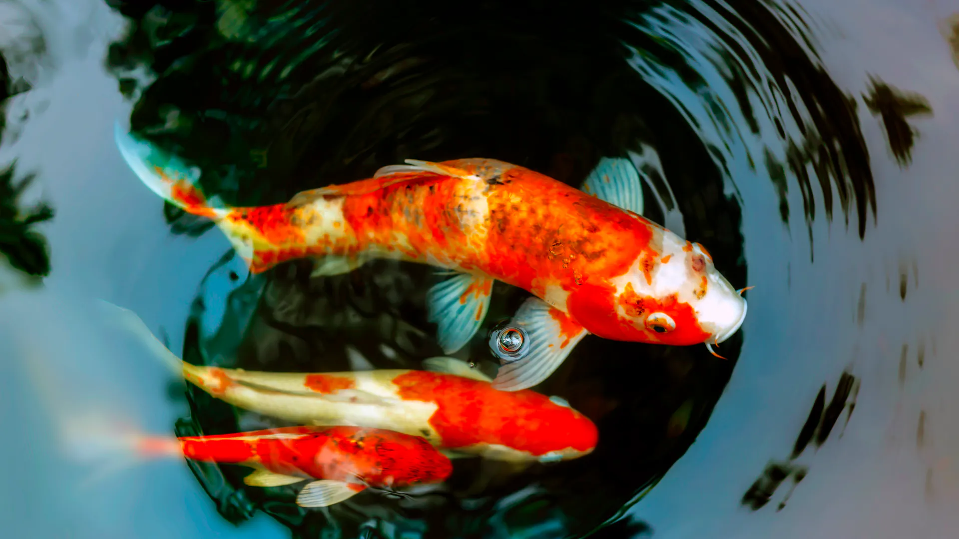 Zwei orange gemusterte Kois im Teich