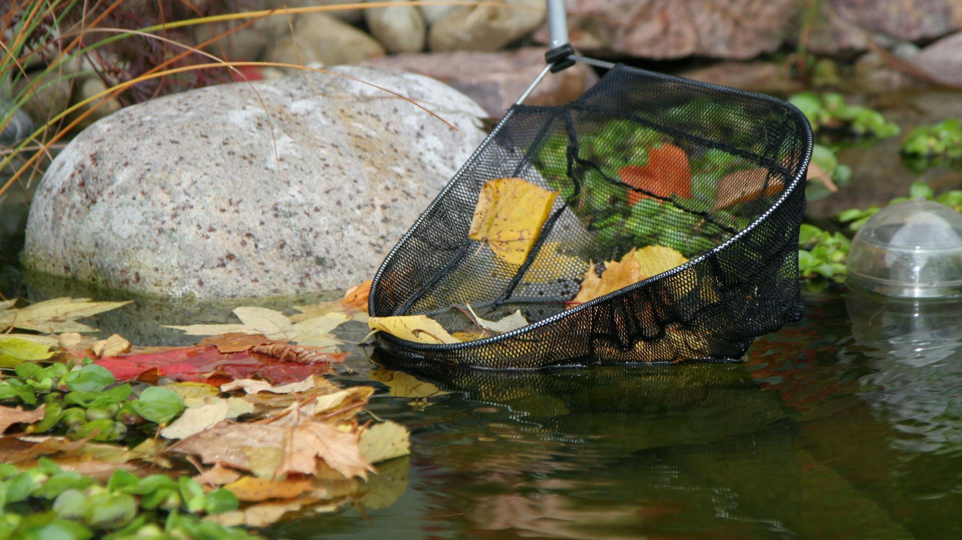 Kescher entfernt Herbstlaub aus Teich