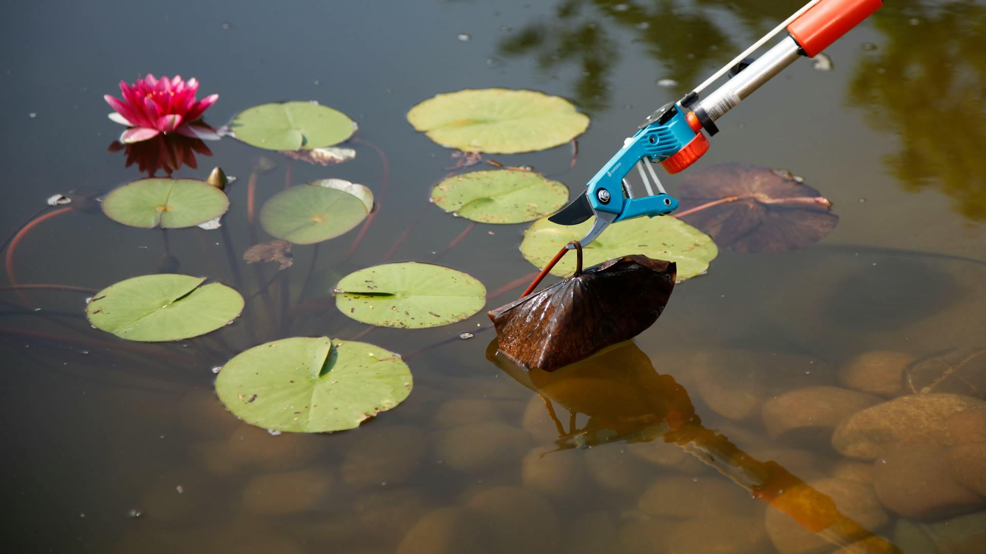 Welke Seerosen werden mit einer Teleskop-Gartenschere zurückgeschnitten.