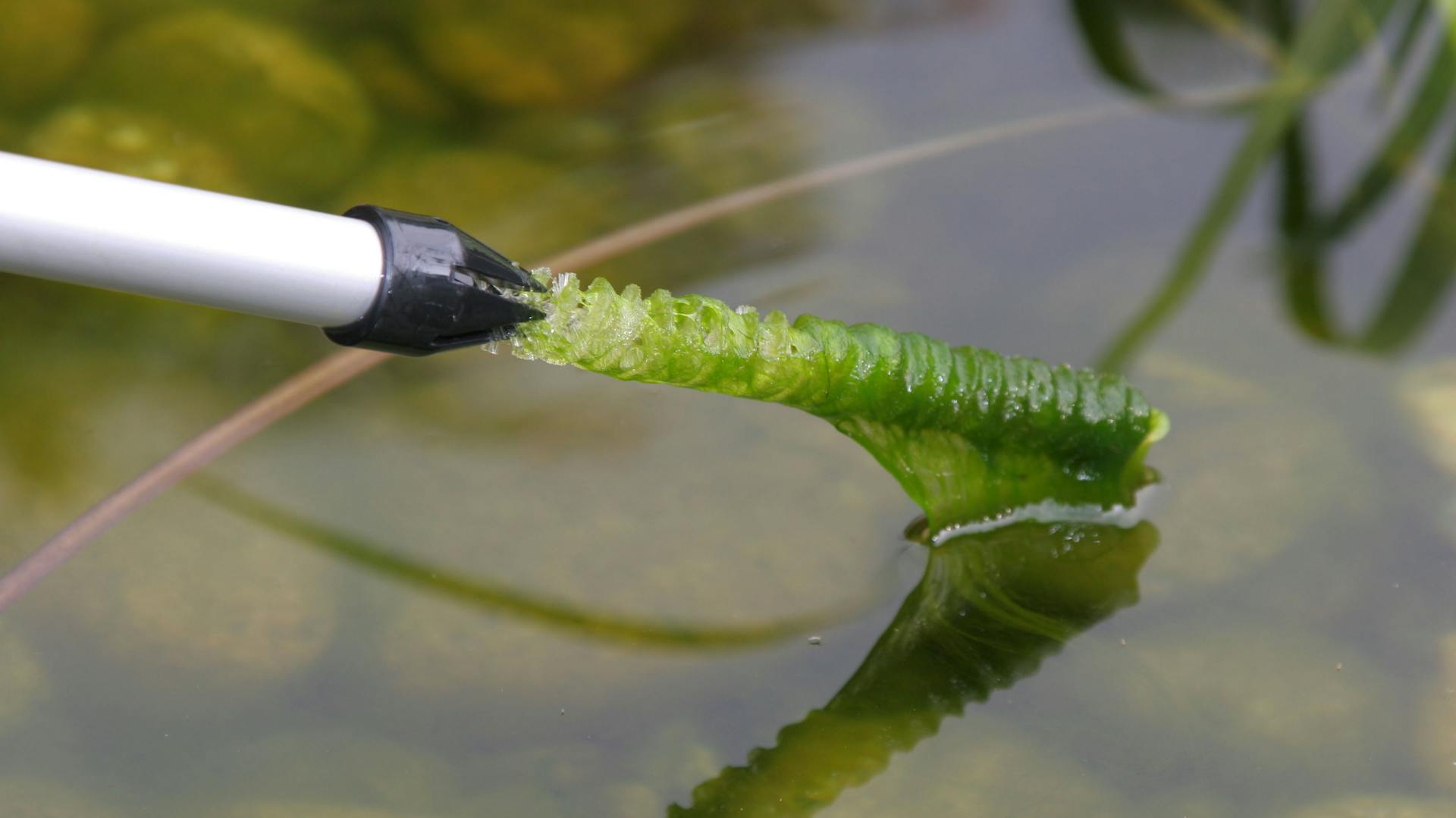 Algenbürste entfernt Algen aus Gartenteich