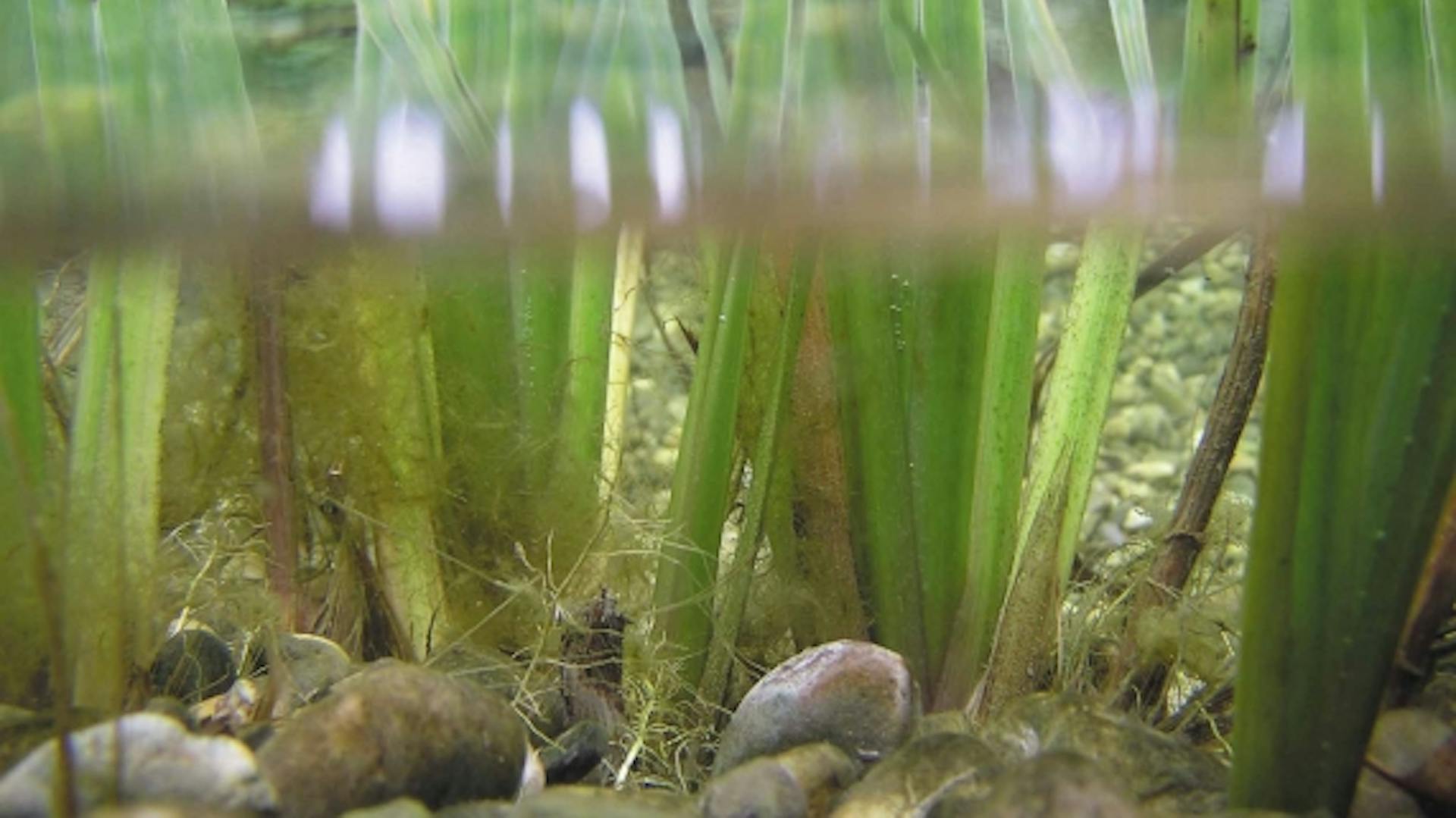 Klares Teichwasser mit Pflanzen und Steinen