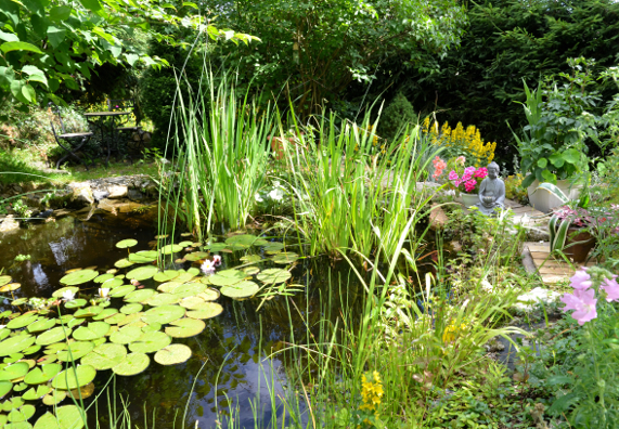 Teichsicherung Ideen für Gewässer im Garten OBI