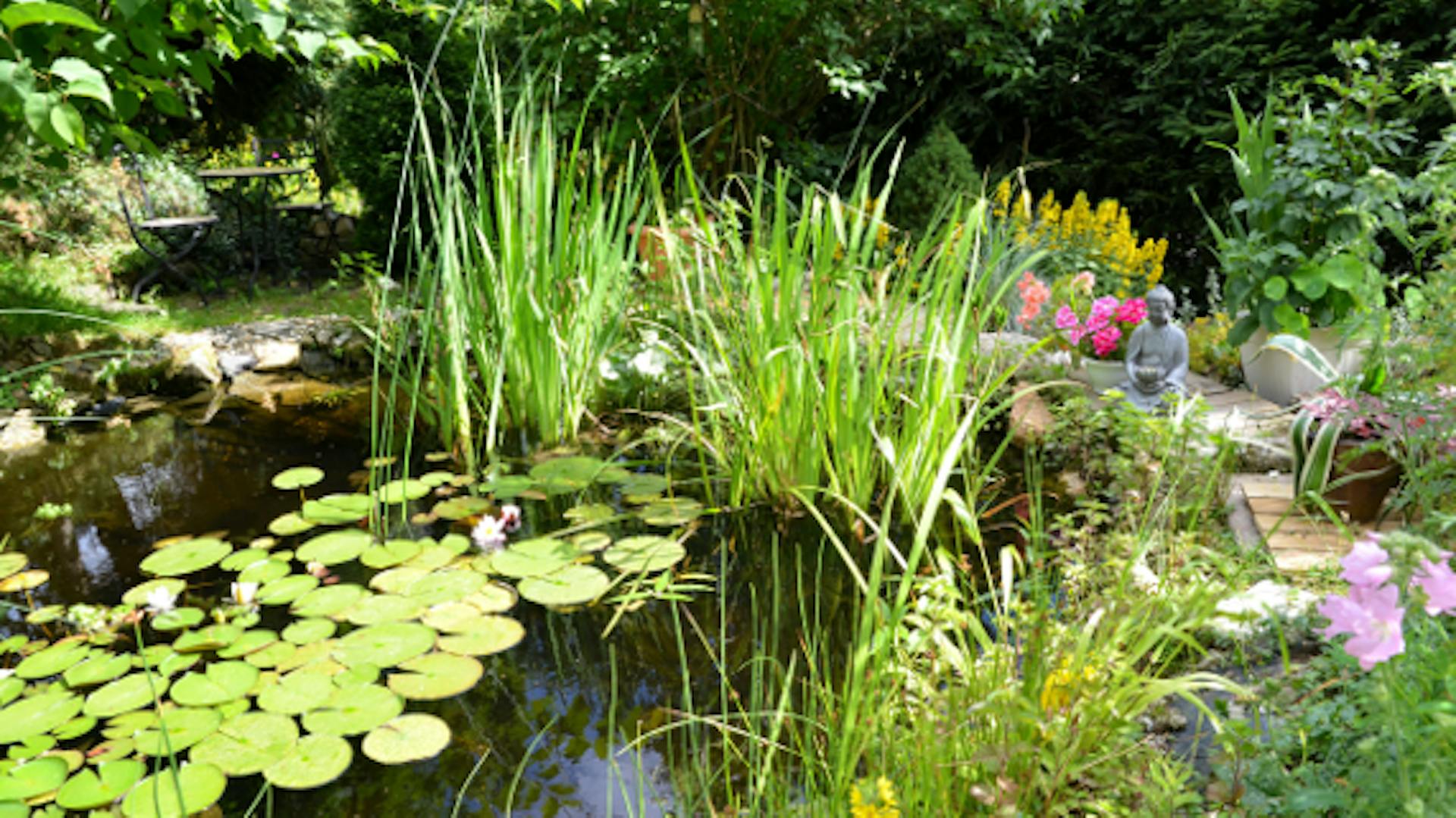 Auf dem Bild ist ein mit Pflanzen angelegter Gartenteich zu sehen.