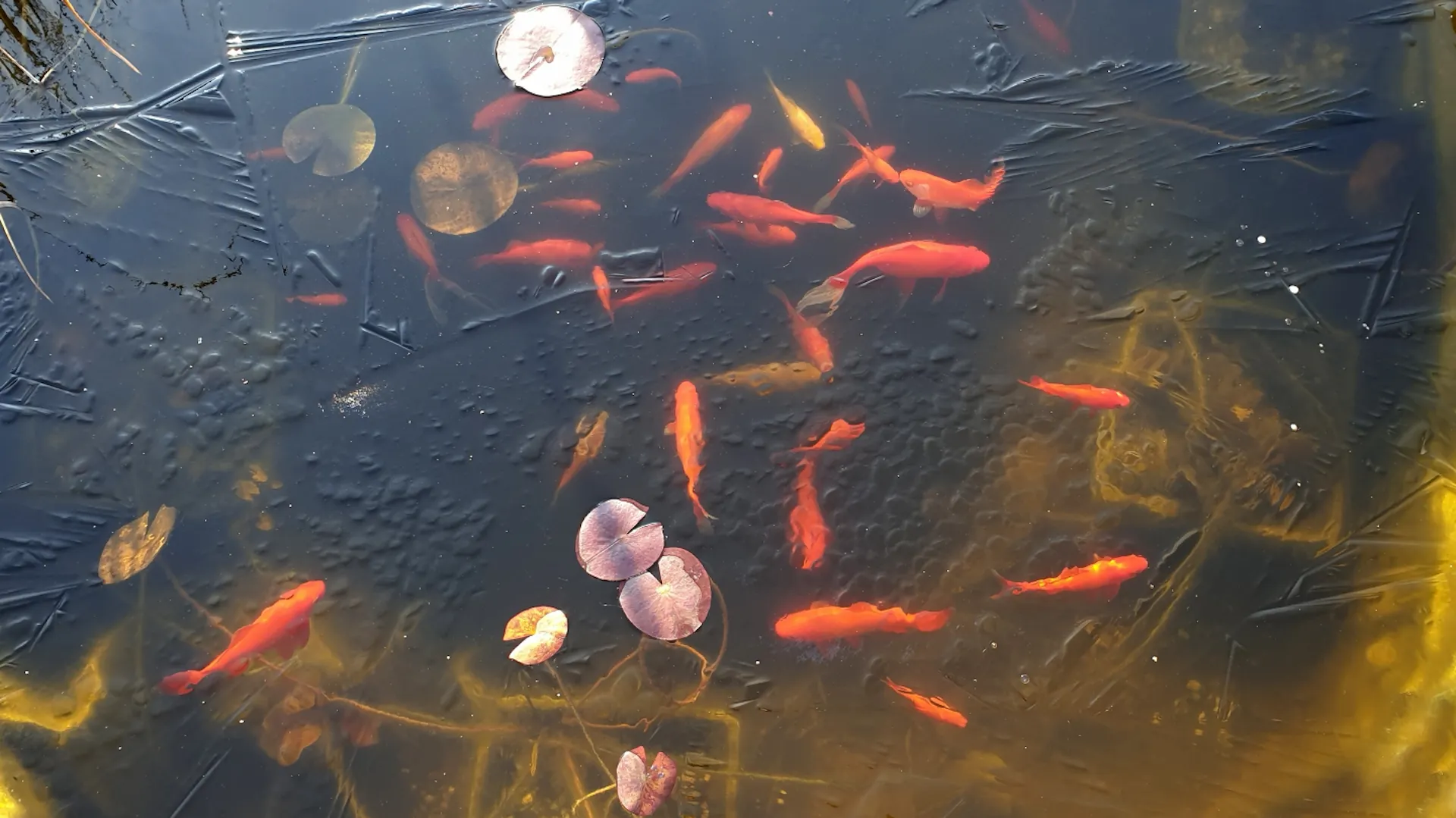 Koi pontyok úsznak egy befagyott tóban