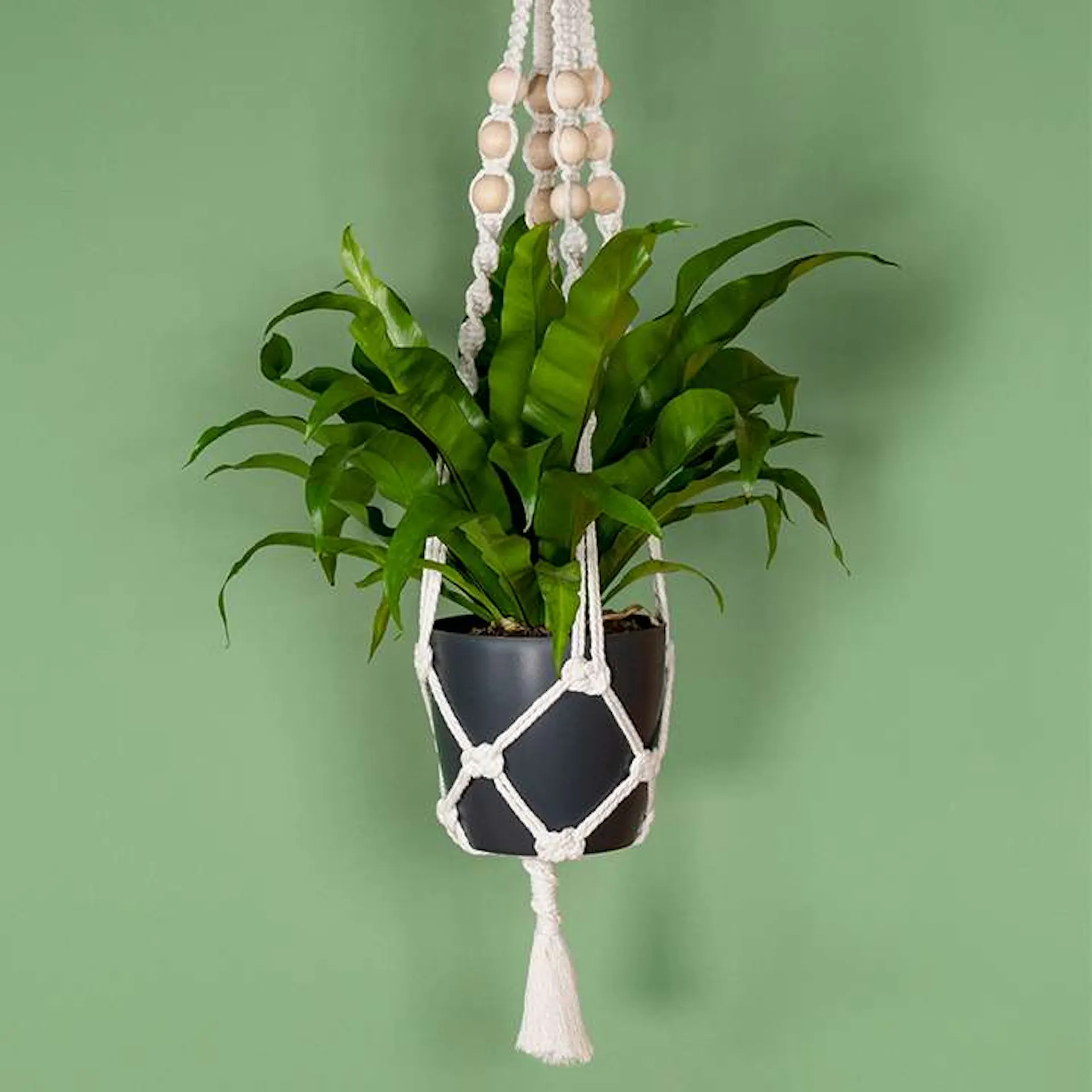 Eine Makramee Blumenampel vor einer grünen Wand