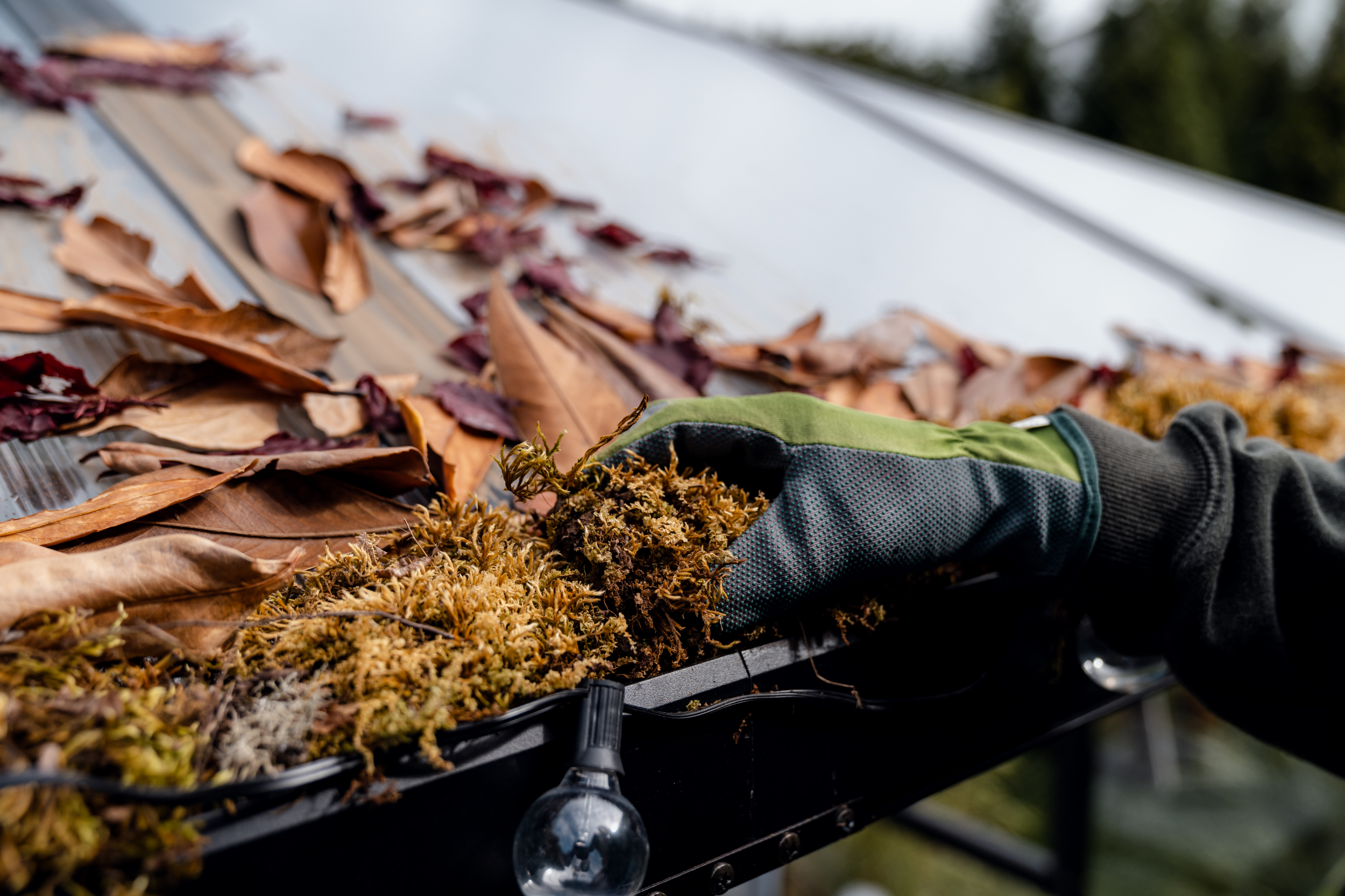 Mensch entfernt mit Handschuhen Moos aus der Dachrinne