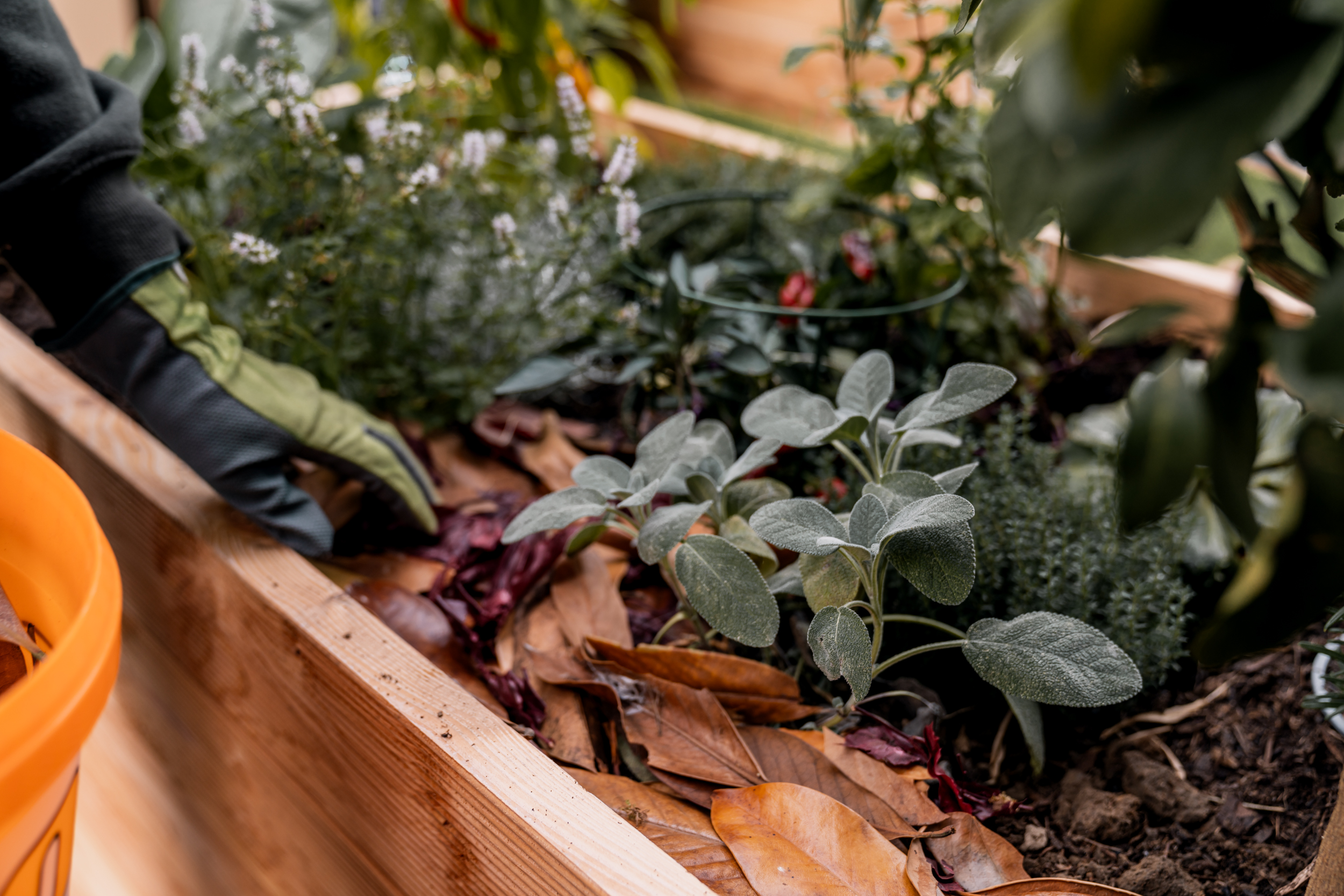 Vyvýšený záhon je pokrytý lístím ako ochrana pred mrazom